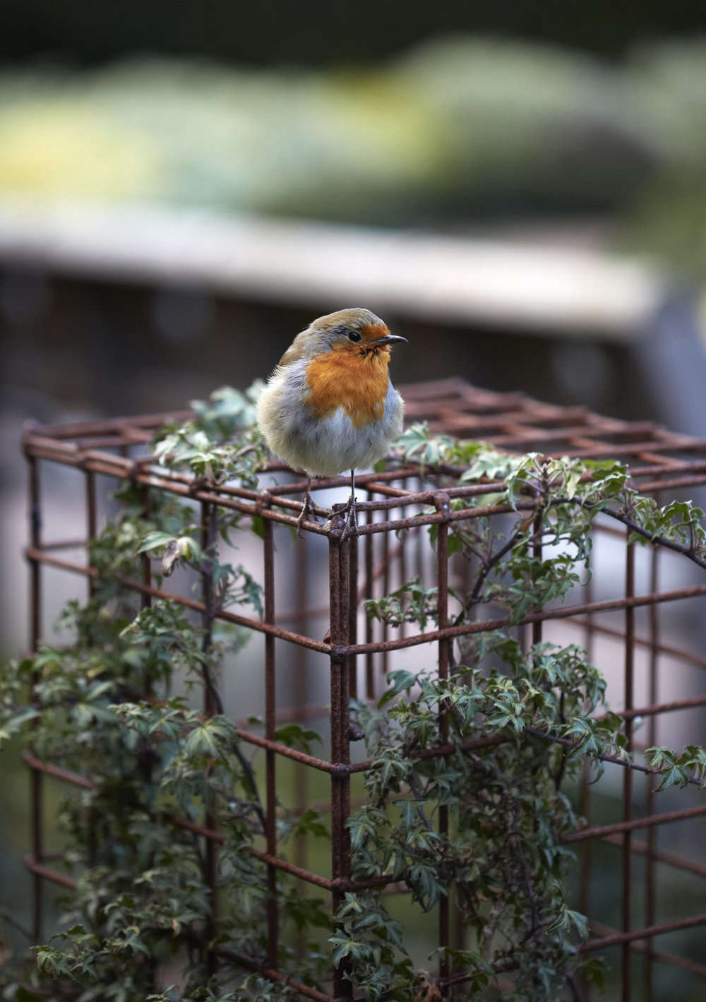 Not all ivy is big and self-supporting; many are small, thriving on wire supports.