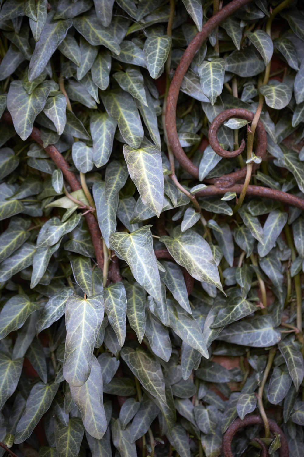 Hedera pastuchovii 