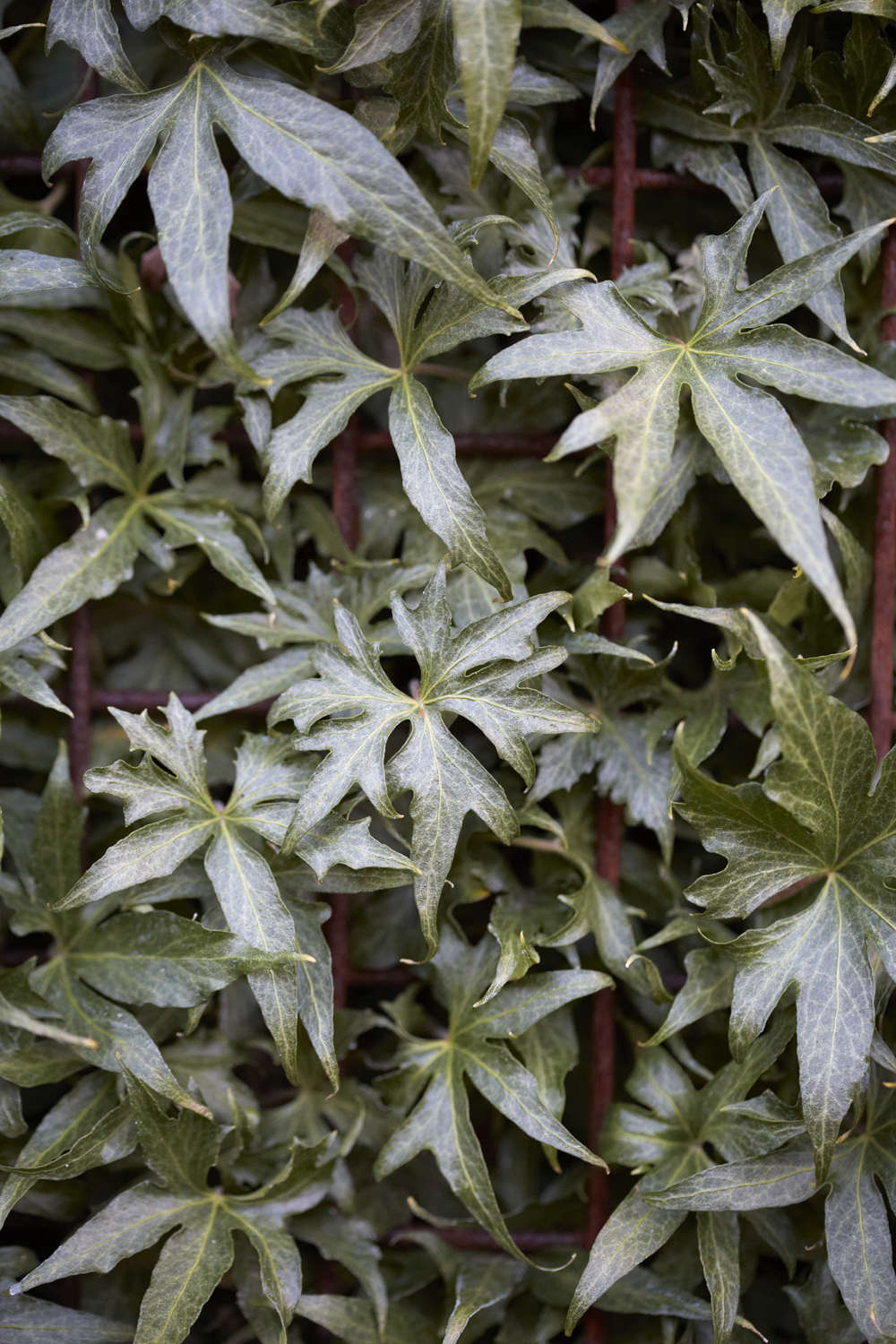 Slightly resembling Boston ivy (which isn