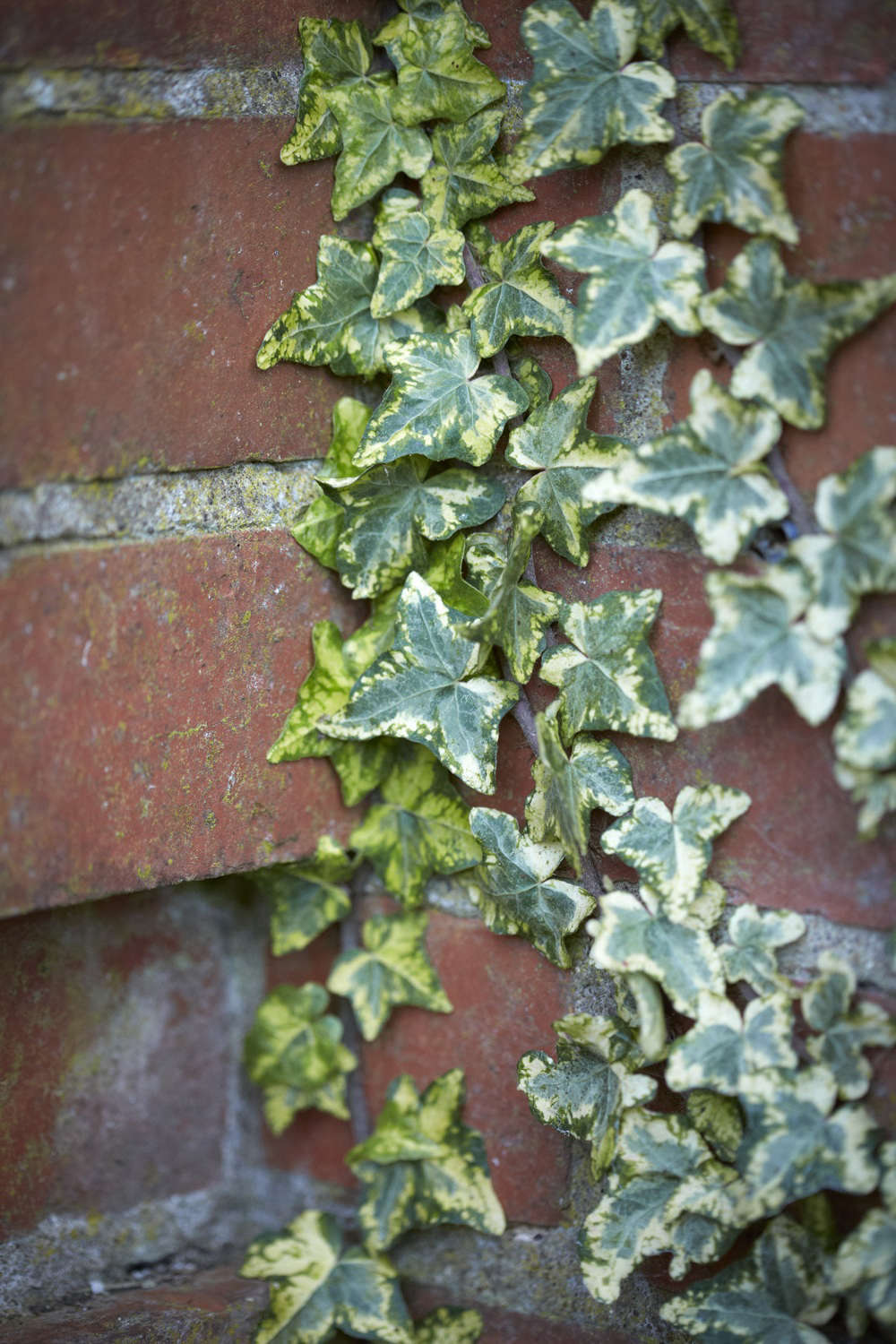 Ivy thrives in soil that is rich in limestone or rubble. Shown here is Variegated Hedera helix 