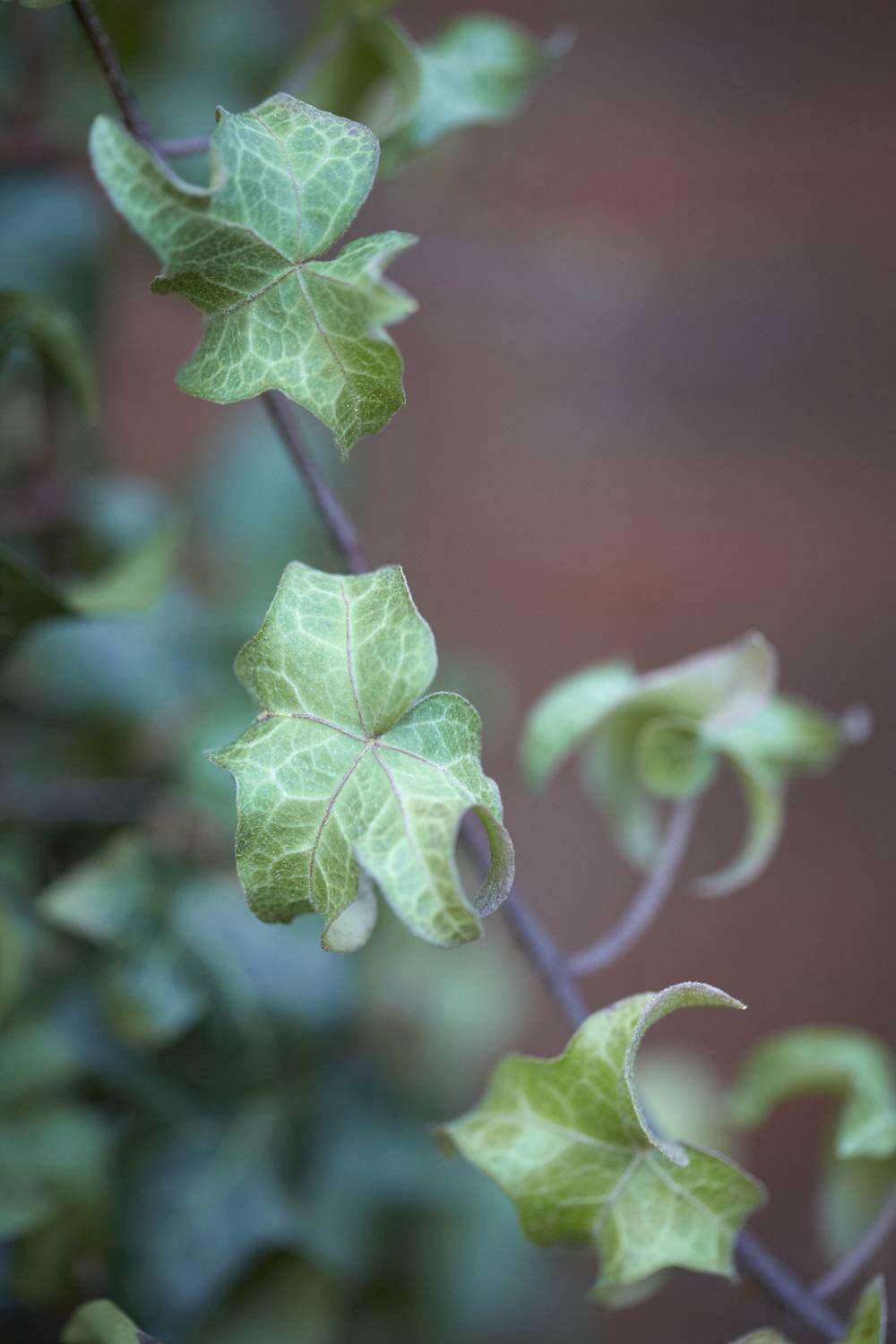 Small, star-shaped Hedera helix 