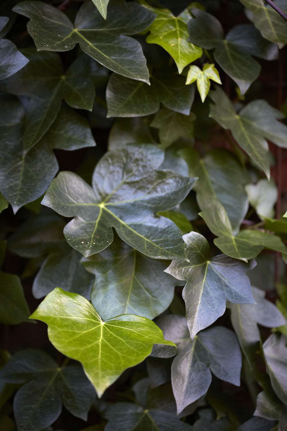 Glossy leaves of Hedera maroccana 
