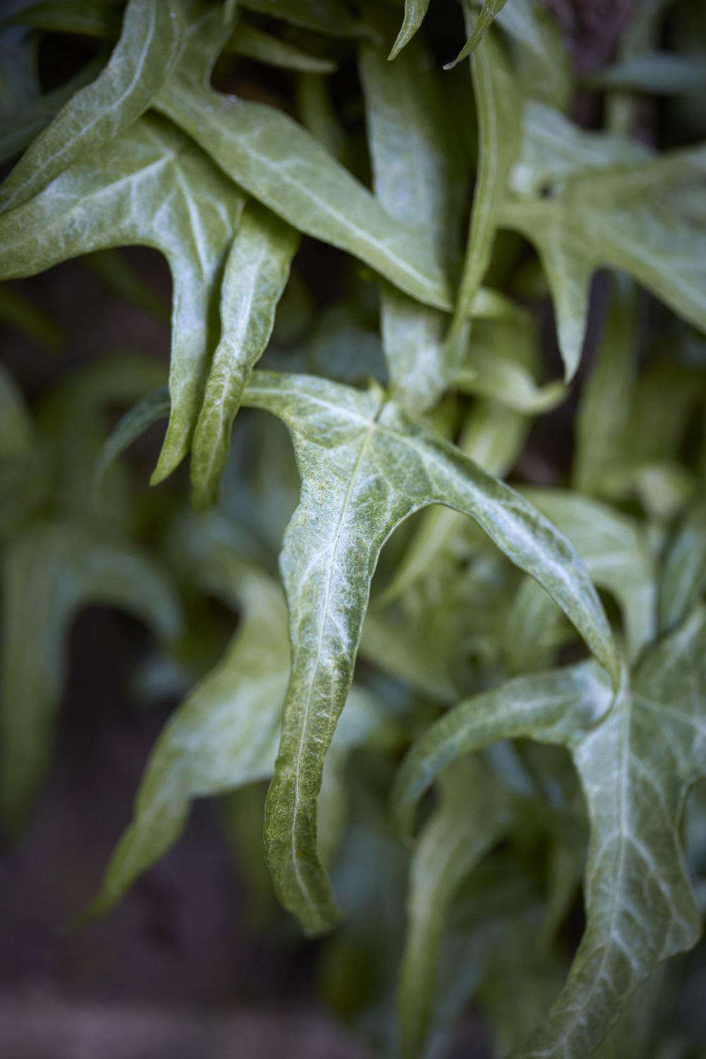 Deeply cut, arrowhead leaves of Hedera helix 