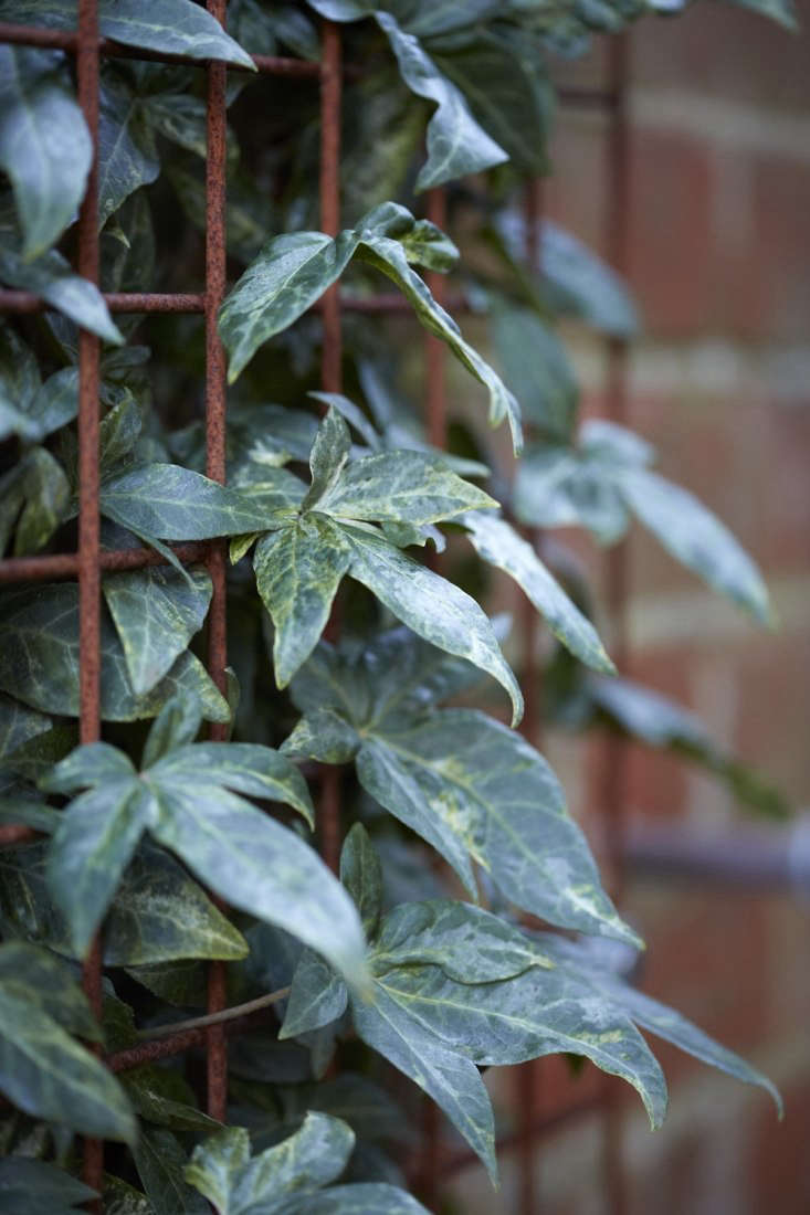 Hedera helix &#8\2\16;Tussie Mussie&#8\2\17; is similarly pointed and pedate-leaved, with pale green splashes.