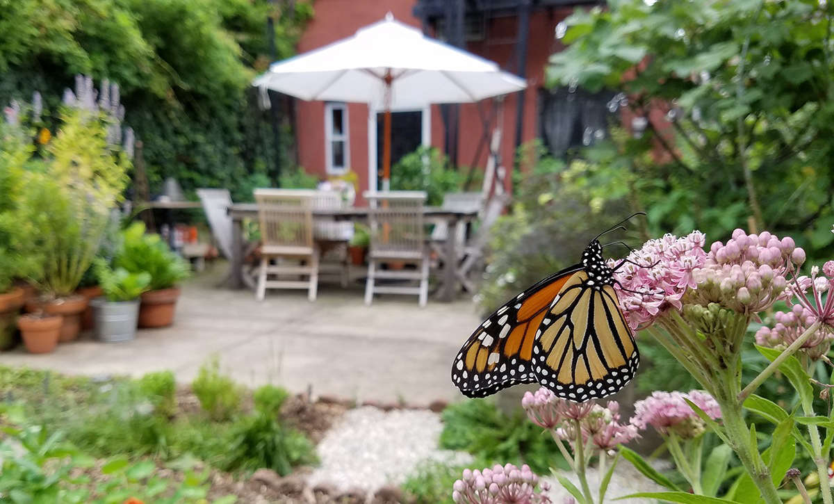 A monarch on milkweed in Marie Viljoen