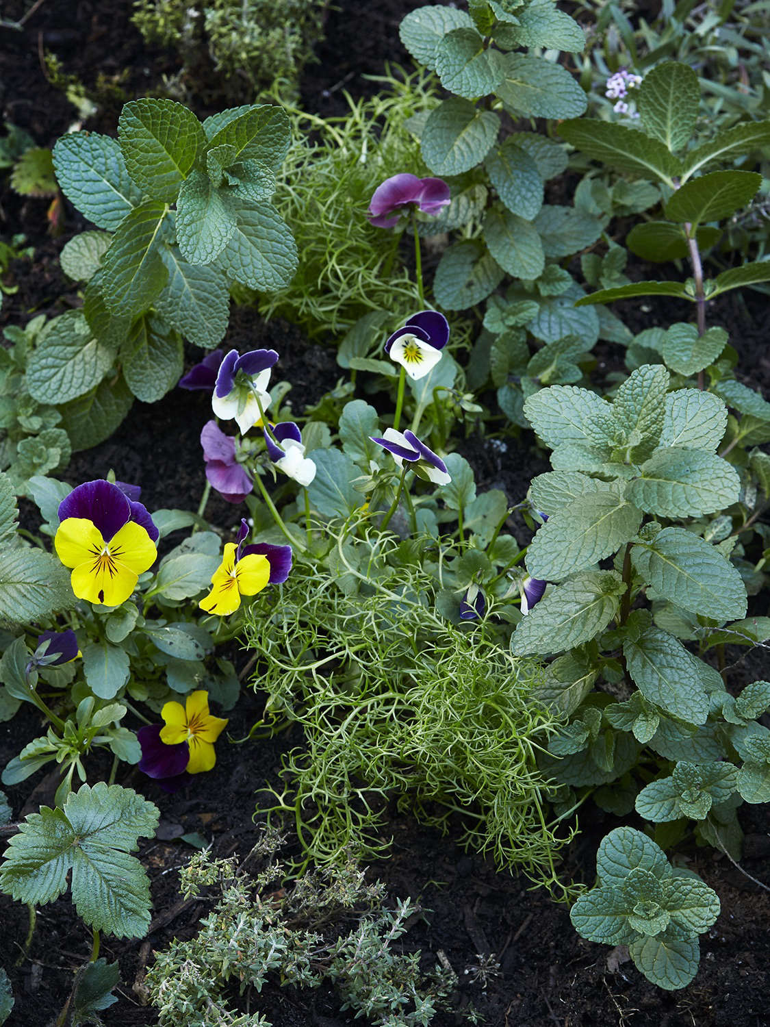 Mint, chamomile, and pansies all make delicious tisanes. See more in Easy Teas You Can Grow, with 7 Tips from Emily Erb of Leaves & Flowers. Photograph by Aya Brackett.