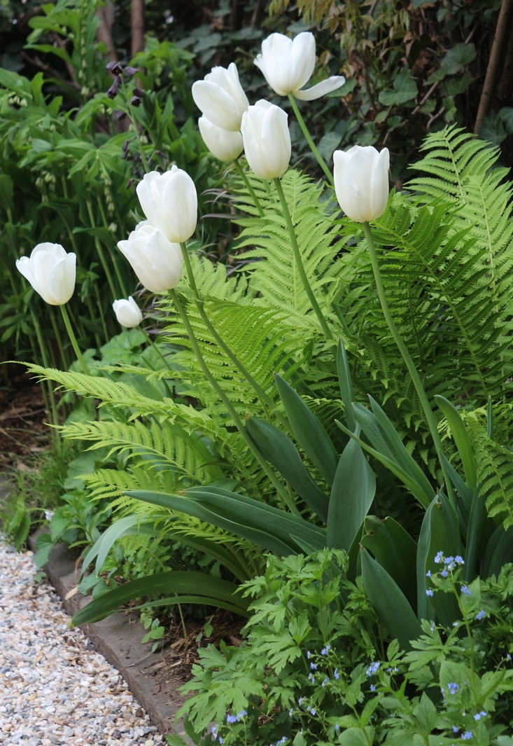 Each time a clone is produced by a fern crown, I transfer the new plant to a new spot. This repetition of ferns around the garden knits together my eclectic plant collection, offering a sense of textural cohesion.