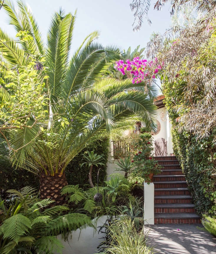 See more of this palm tree and the Los Angeles garden it graces in our book, Gardenista: The Definitive Guide to Stylish Outdoor Spaces. Photograph by Matthew Williams.