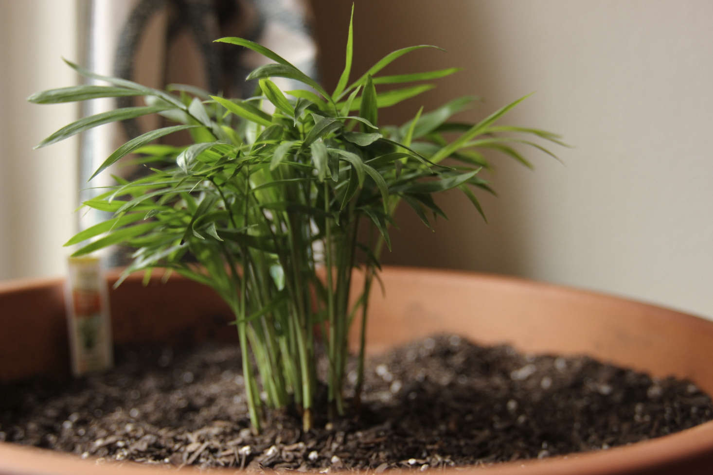 A potted parlor palm. Photograph by Lukestehr via Flickr.