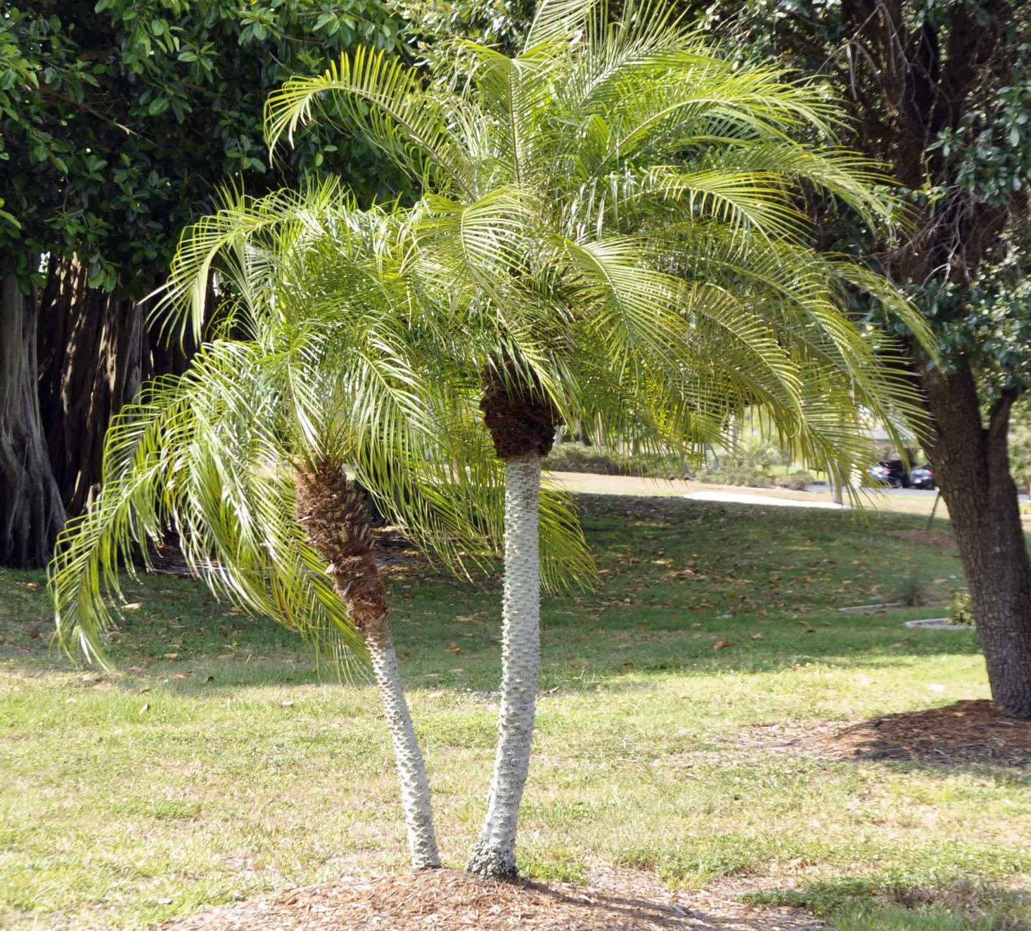A pygmy date palm. Photograph by Sandy Poore via Flickr.