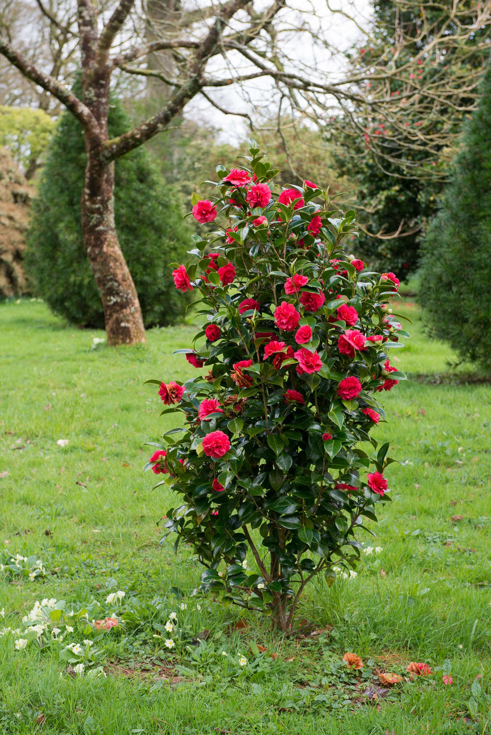 A red camellia in Cornwall, England. Photograph by Heather Edwards. See more at Landscaping Ideas: The Case for Camellias.