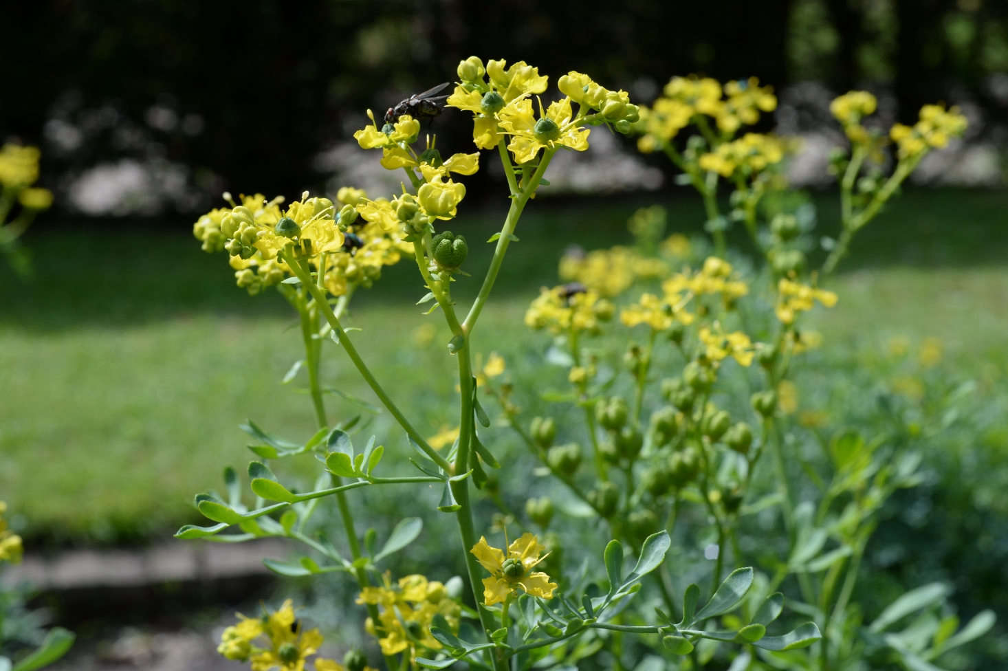 Ruta graveolens. Photograph by Free Use Photos via Flickr.