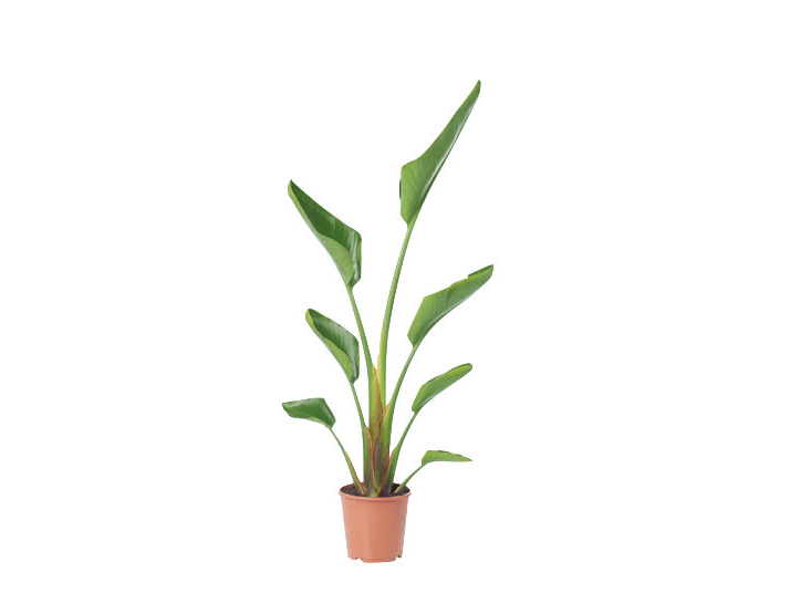 Among Ikea&#8\2\17;s selection of \1\2-inch potted Tropisk plants often lurks Strelitzia (not available online); \$\29.99.