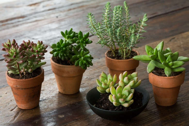 From left, sedums to grow indoors or out include red-tinged Sedum rubrotinctum &#8\2\16;Pork and Beans&#8\2\17;, non-red-tinged Sedum rubrotinctum &#8\2\16;Pork and Beans&#8\2\17;, Sedum rupestre ‘Angelina’, Stonecrop &#8\2\16;Golden Glow&#8\2\17; (in the black bowl), and Sedum &#8\2\16;Lime Gold&#8\2\17;.