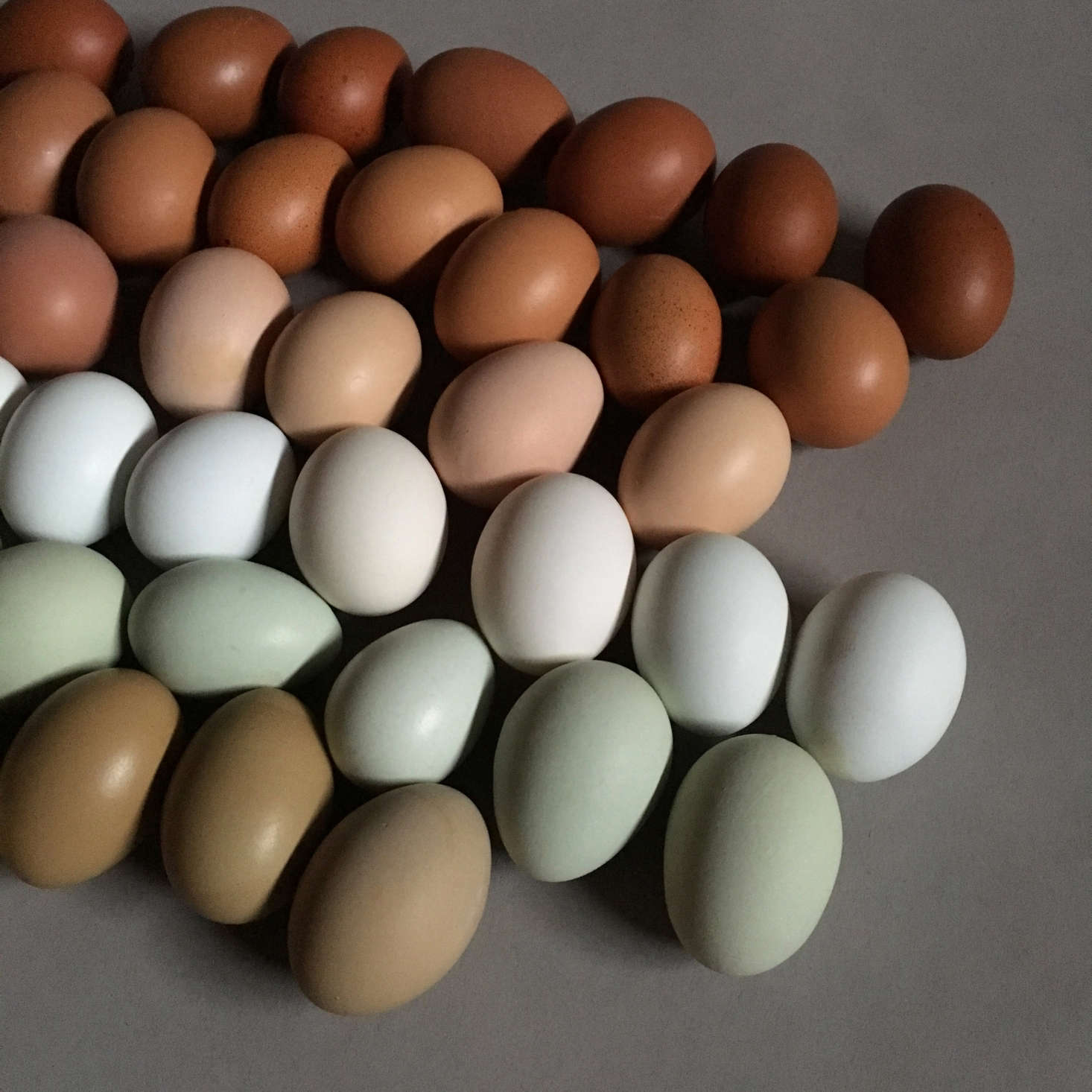An Easter-ready sampling from the Fancy F. Delphia and Dunn produce eggs in six shades: olive, blue-green, white, light brown, dark brown, and chocolate.