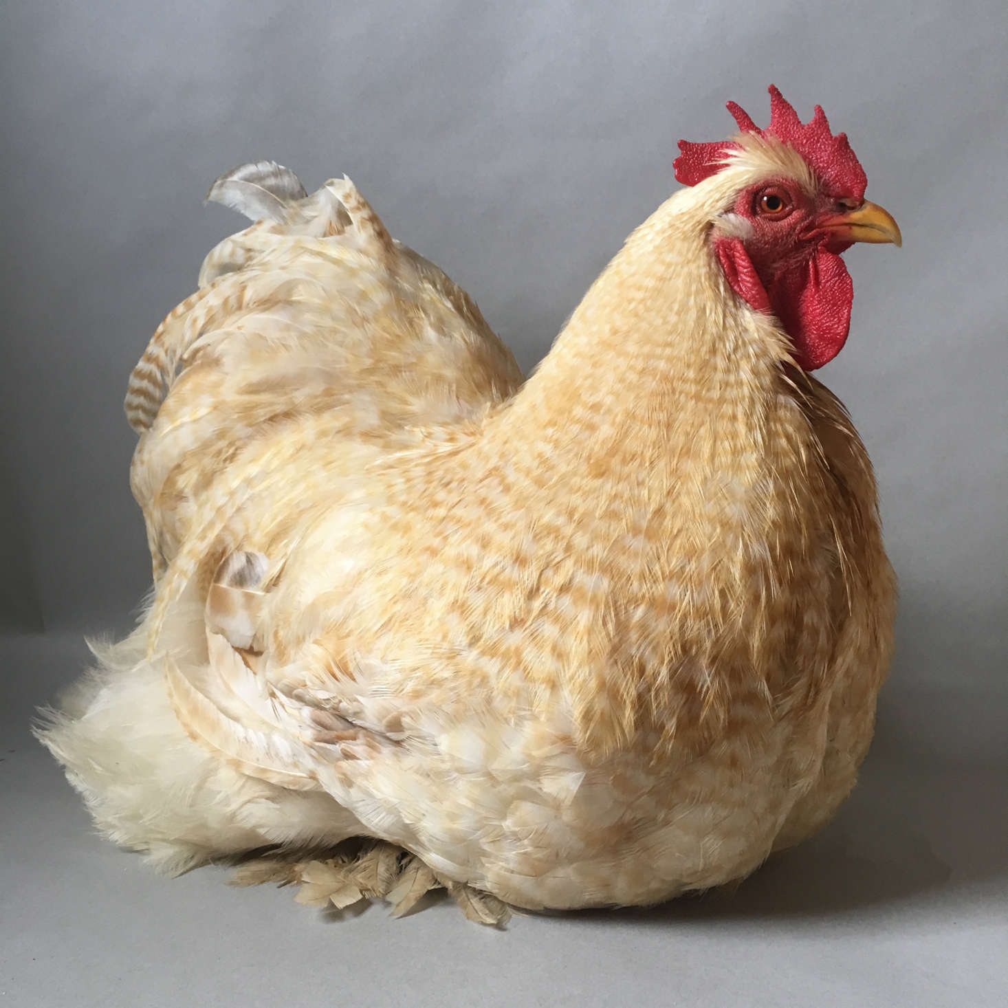 Louis, a Lemon Cuckoo Standard Cochin rooster, was 