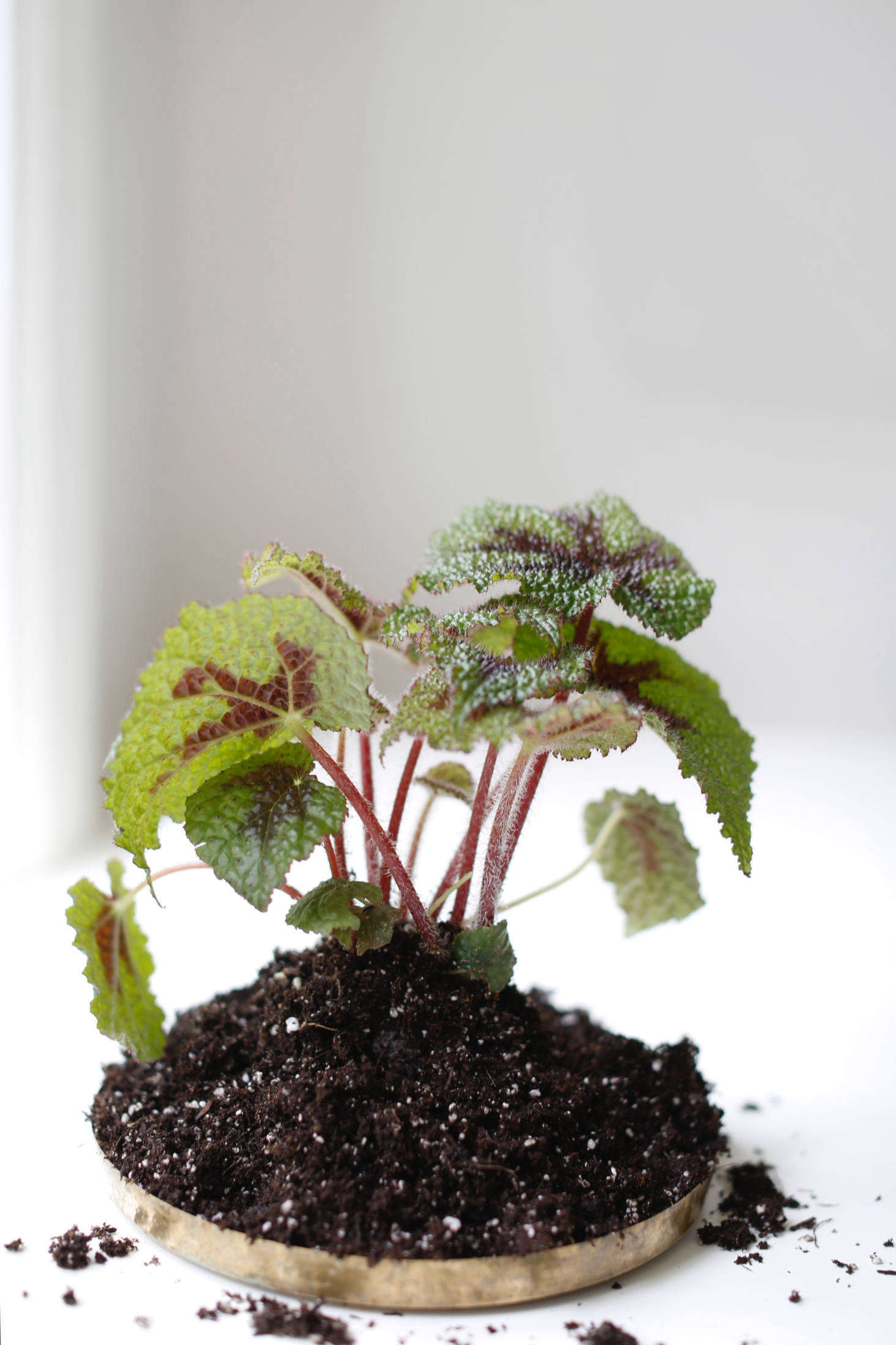 Houseplant Help 5 Tips to Keep Finicky Begonia Rex Alive Gardenista