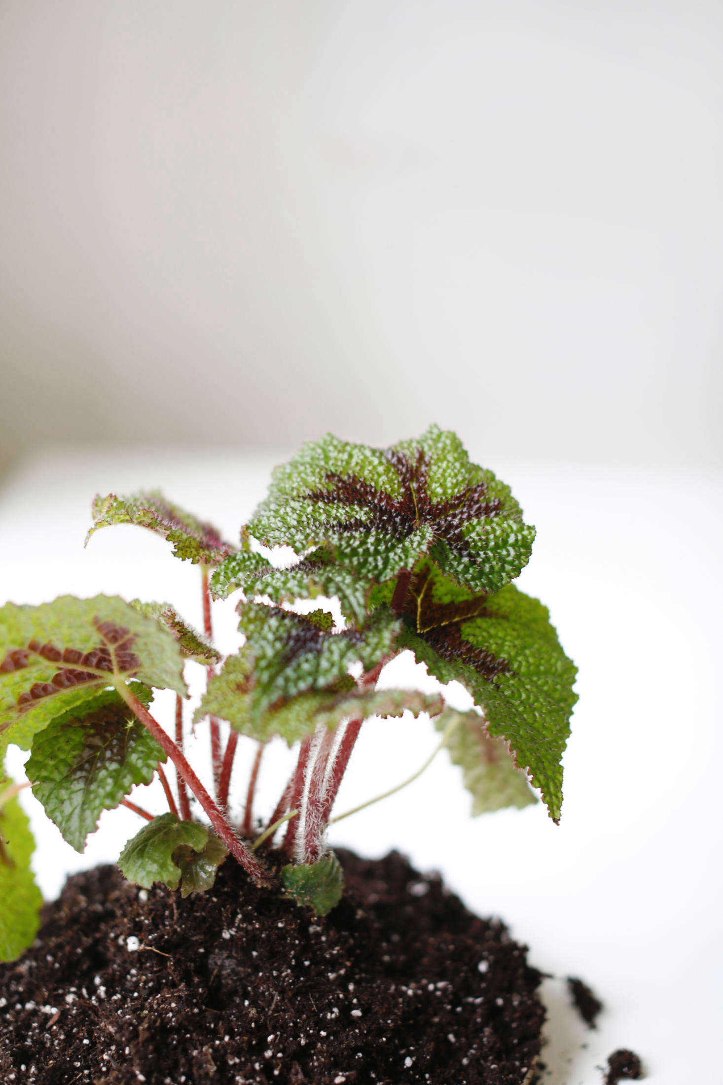Houseplant Help 5 Tips to Keep Finicky Begonia Rex Alive Gardenista