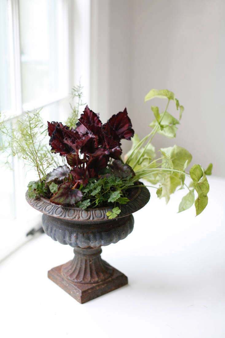 begonia rex in footed planter