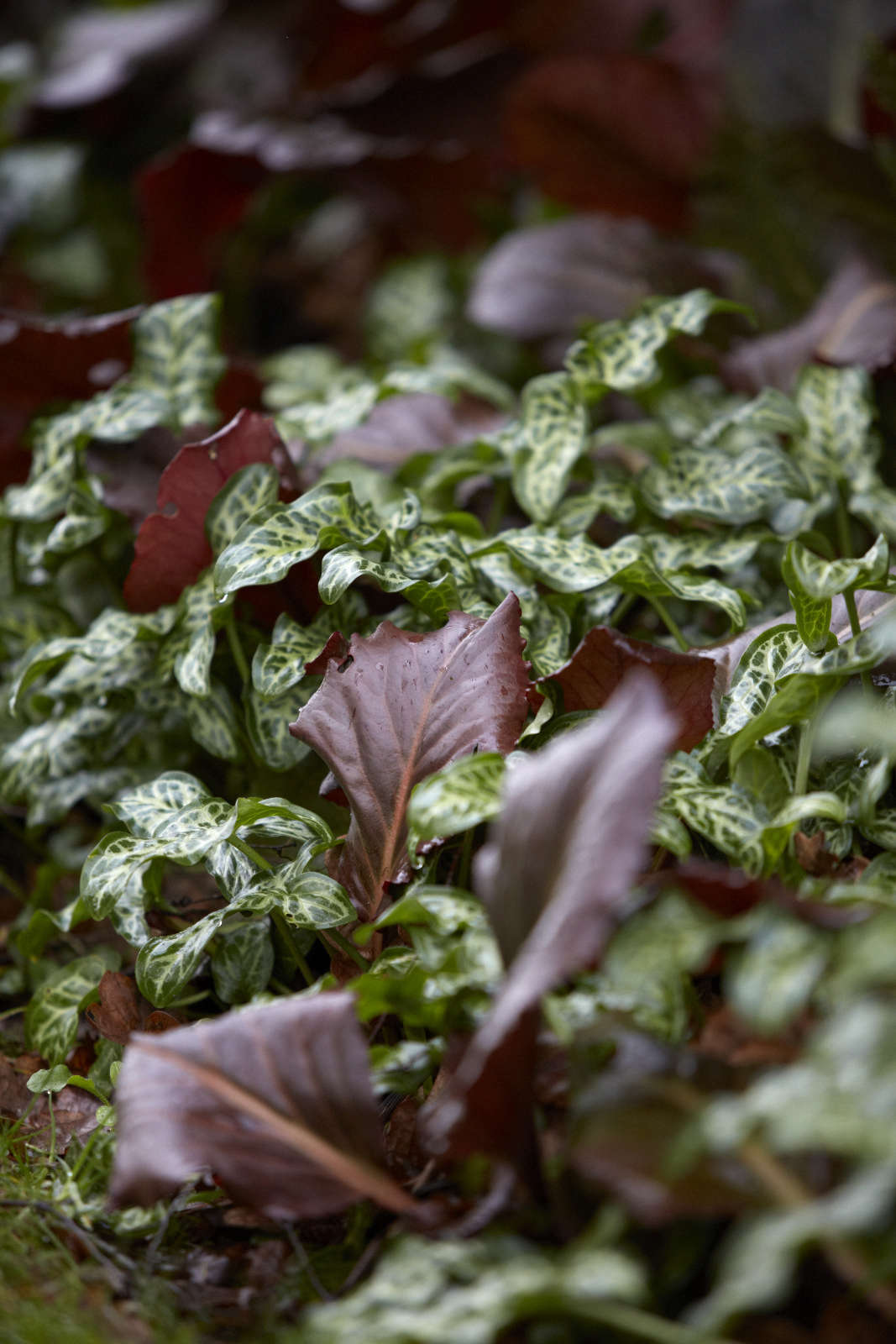Bergenia and Arum italicum make a dynamic winter ground cover at Beth Chatto