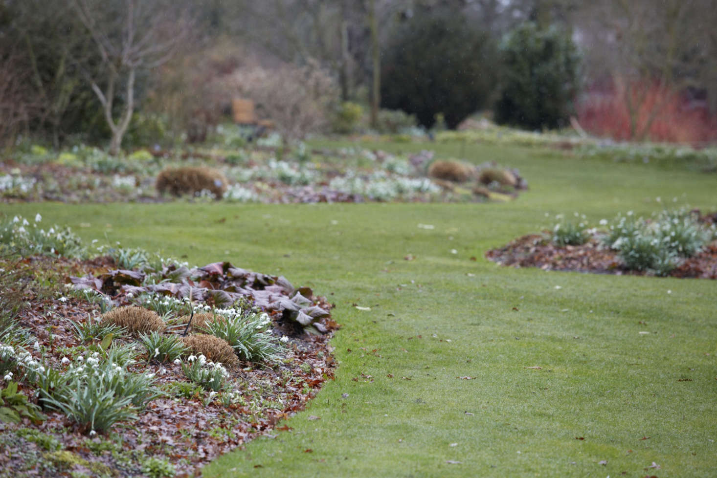 Bergenia edging. In the words of Beth Chatto: 