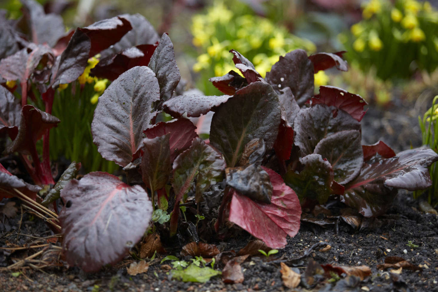 Bergenia 
