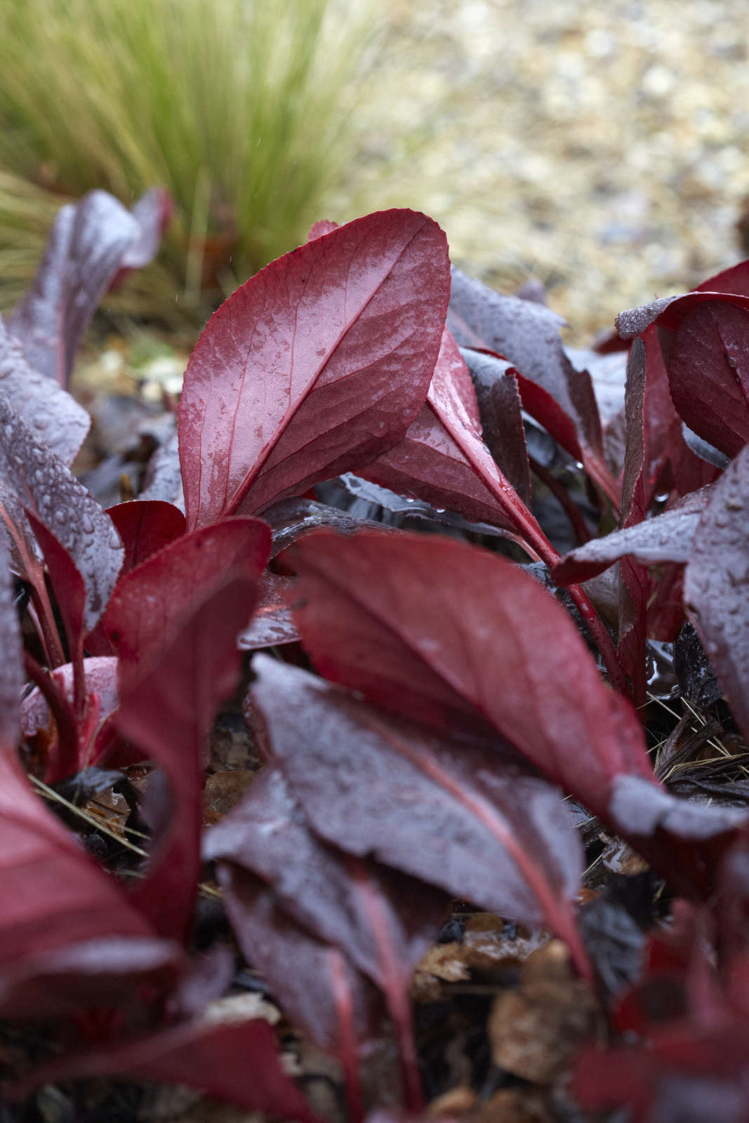 With twists and turns to reveal both sides, Bergenia 