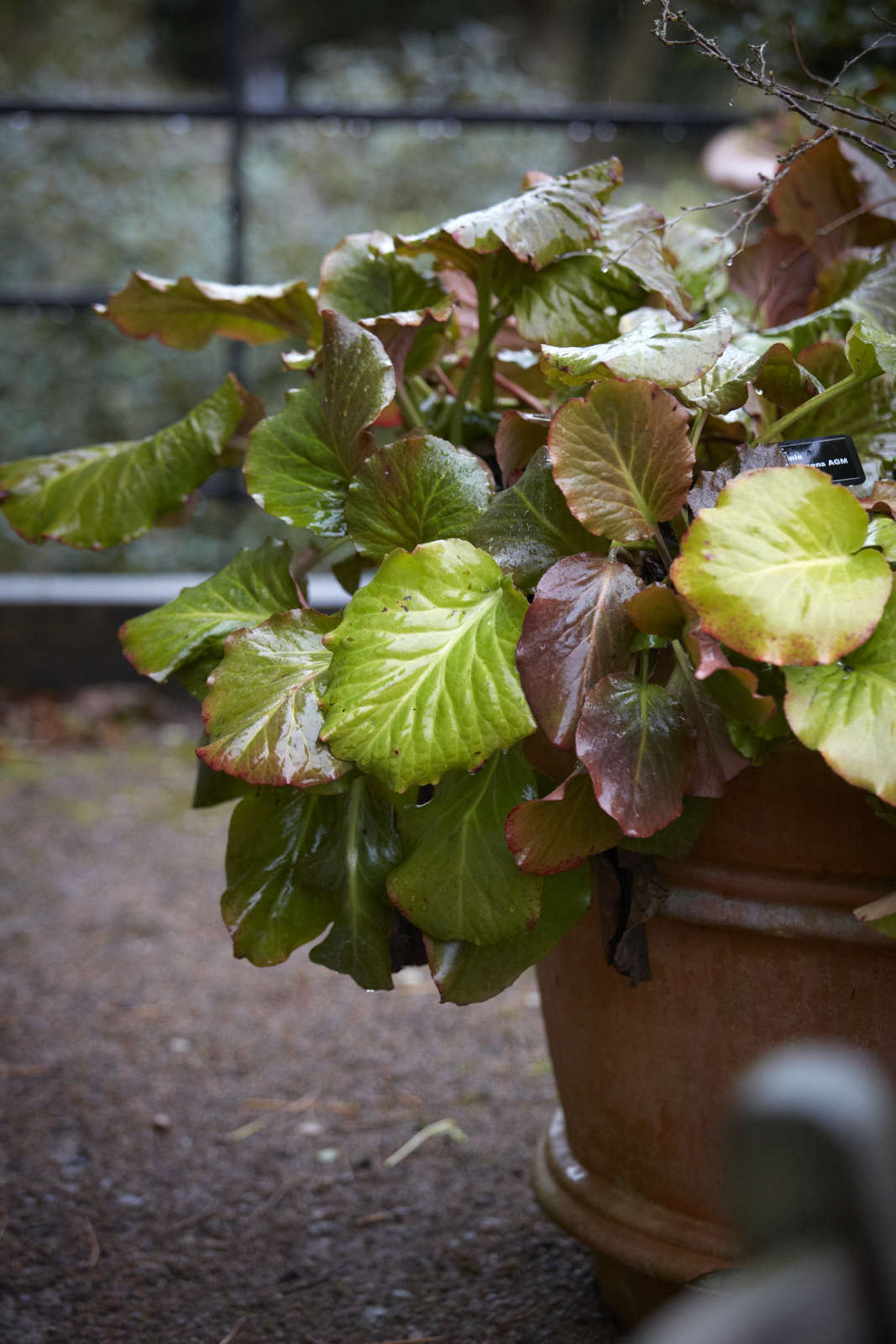 A pot of bergenias at Hyde Hall, Essex.