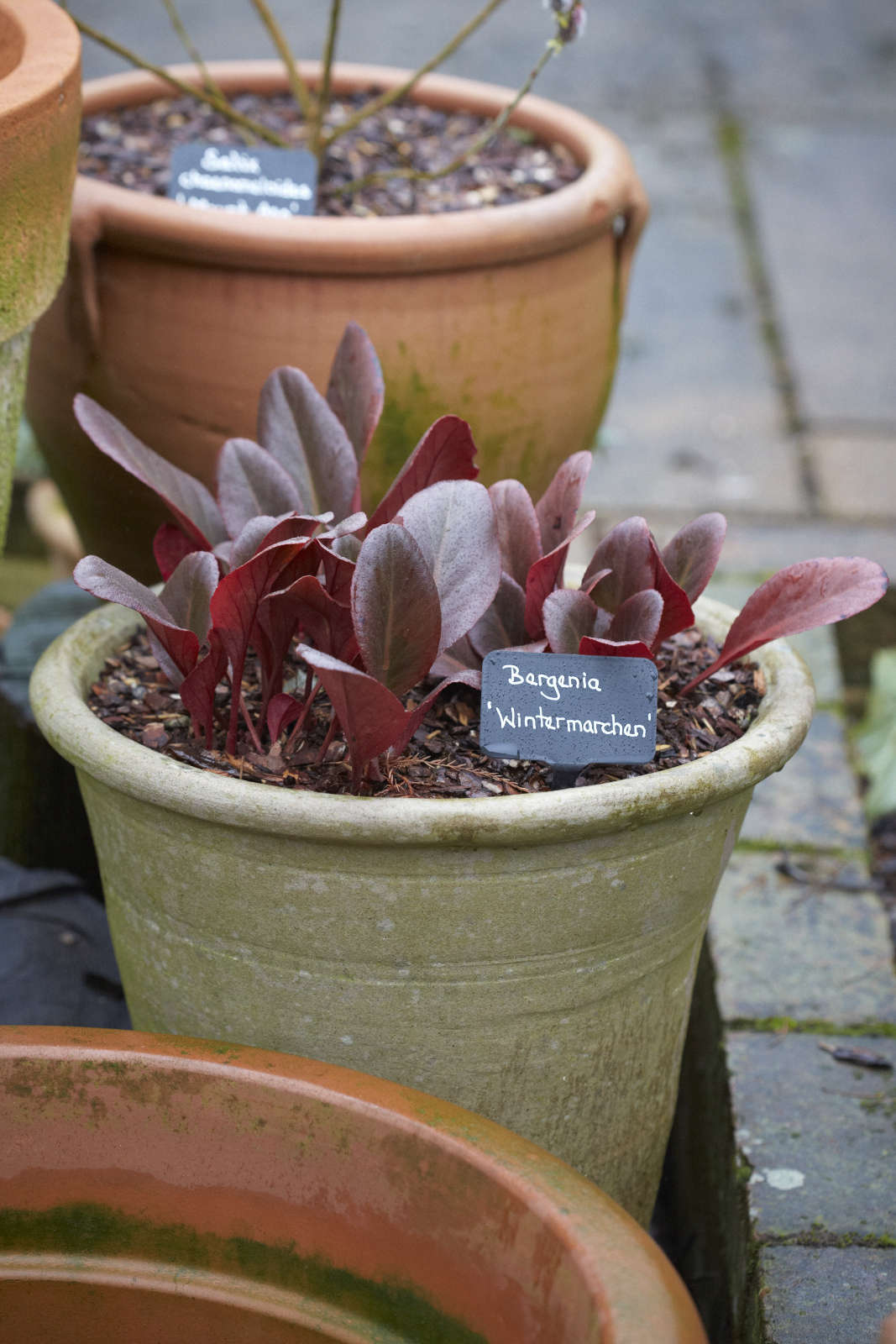 Low-growing Bergenia 