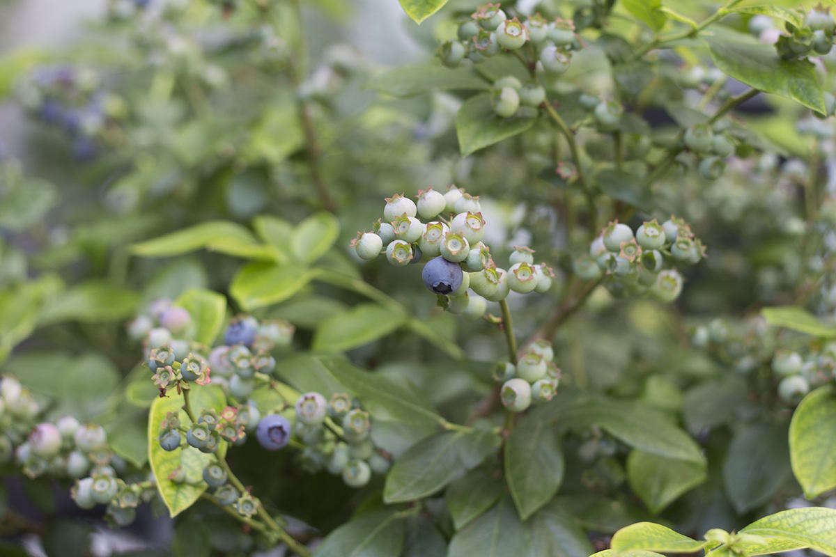 Lowbush blueberries are hardy in zones 3 to 8.