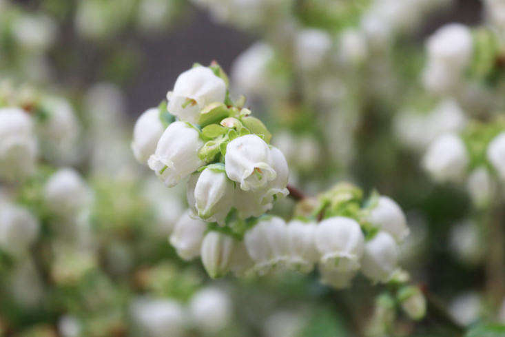 Blueberries belong to the Vaccinium genus, which comprises dozens of species and includes fruit such as cranberries and huckleberries.