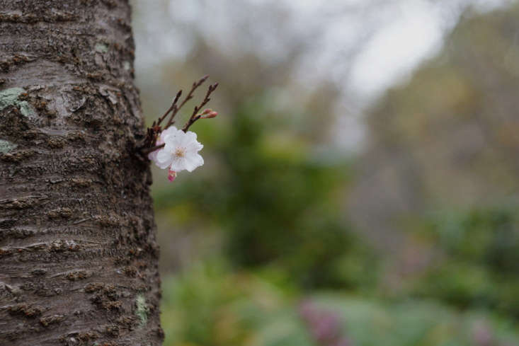 A water sprout is a shoot (or cluster of shoots) that appear, unbidden, on a tree trunk as shown on this cherry tree in Jindai Botanical Gardens in Tokyo. For more, see \10 Ideas to Steal from Botanical Gardens Around the World. Photograph by Takashi .M via Flickr.