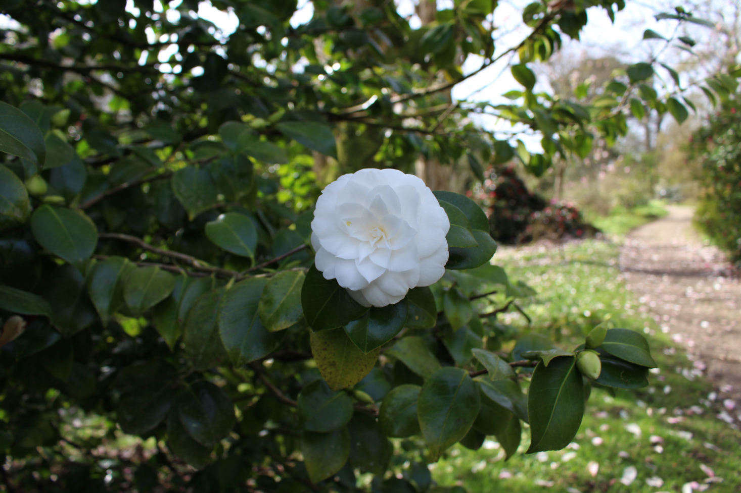 Camellia growing at Caerhays Castle, in Cornwall. Photograph by Kendra Wilson.