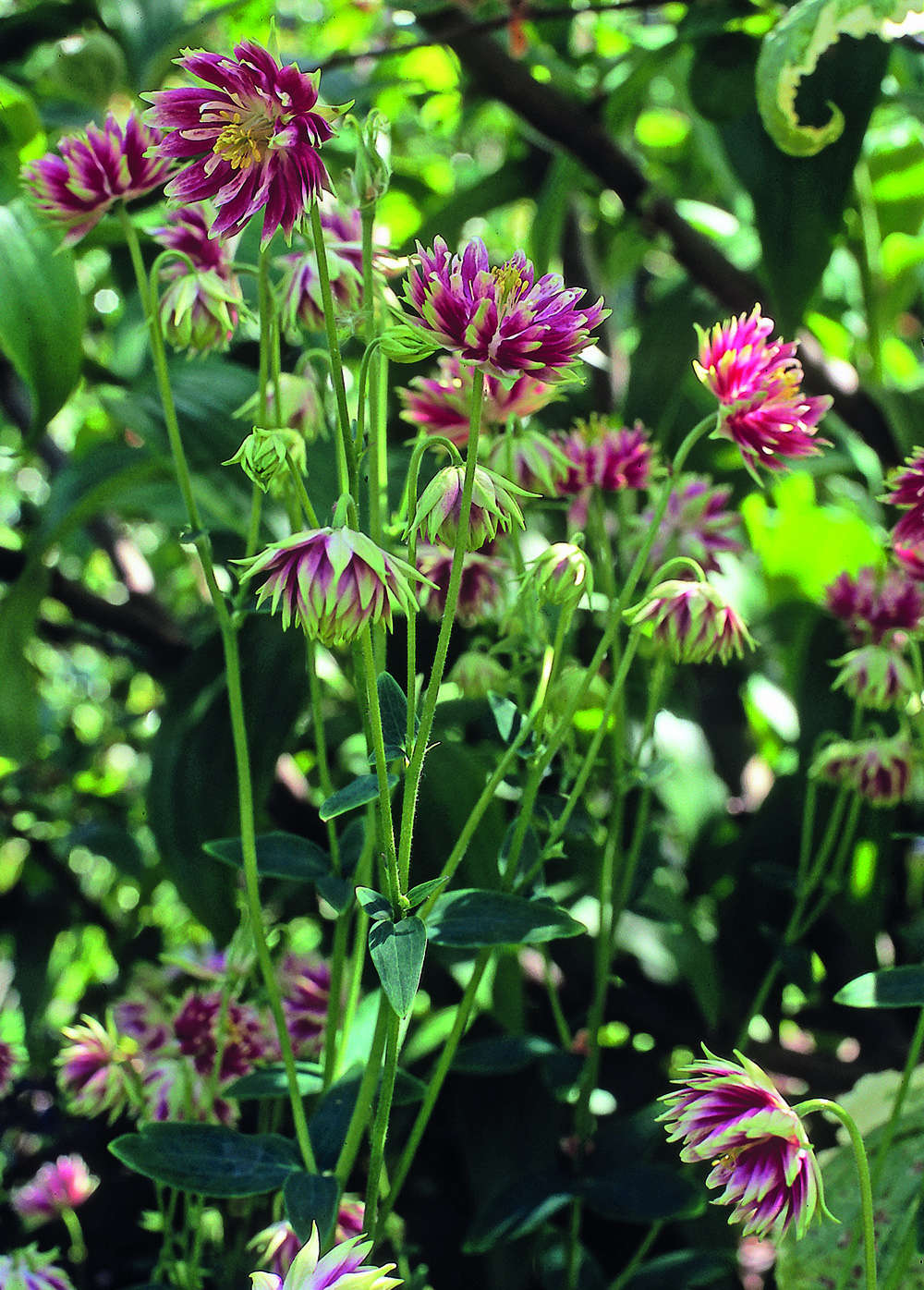 Aquilegia vulgaris var. stellata 