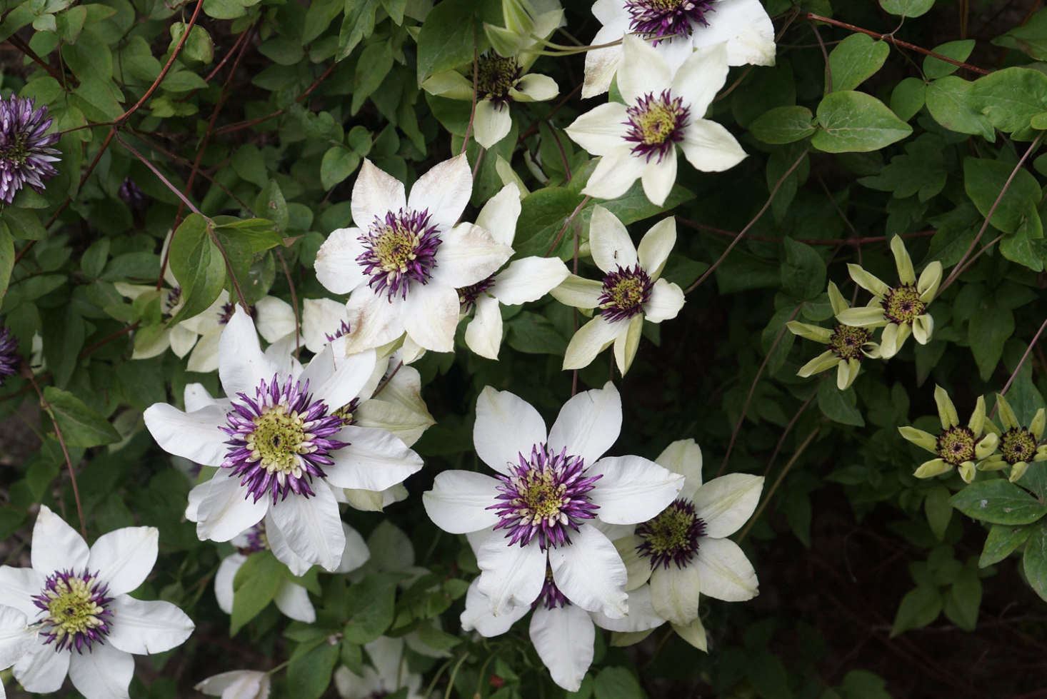 Clematis florida var. sieboldiana. A Clematis vine is £.99 from Crocus. For US shoppers, the variety is available seasonally from Brushwood Nursery.