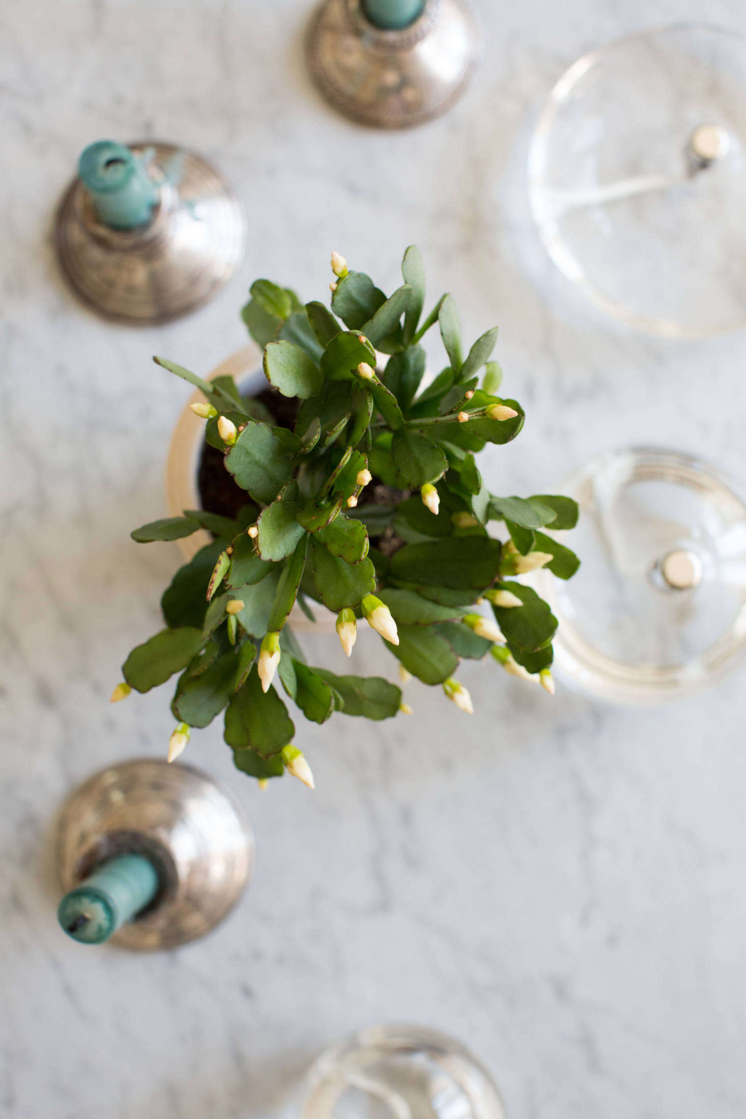 Easter Cactus Tips on How to Grow and Care for a Tropical Houseplant on Gardenista