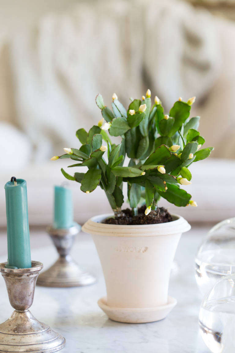 Easter Cactus Tips on How to Grow and Care for a Tropical Houseplant