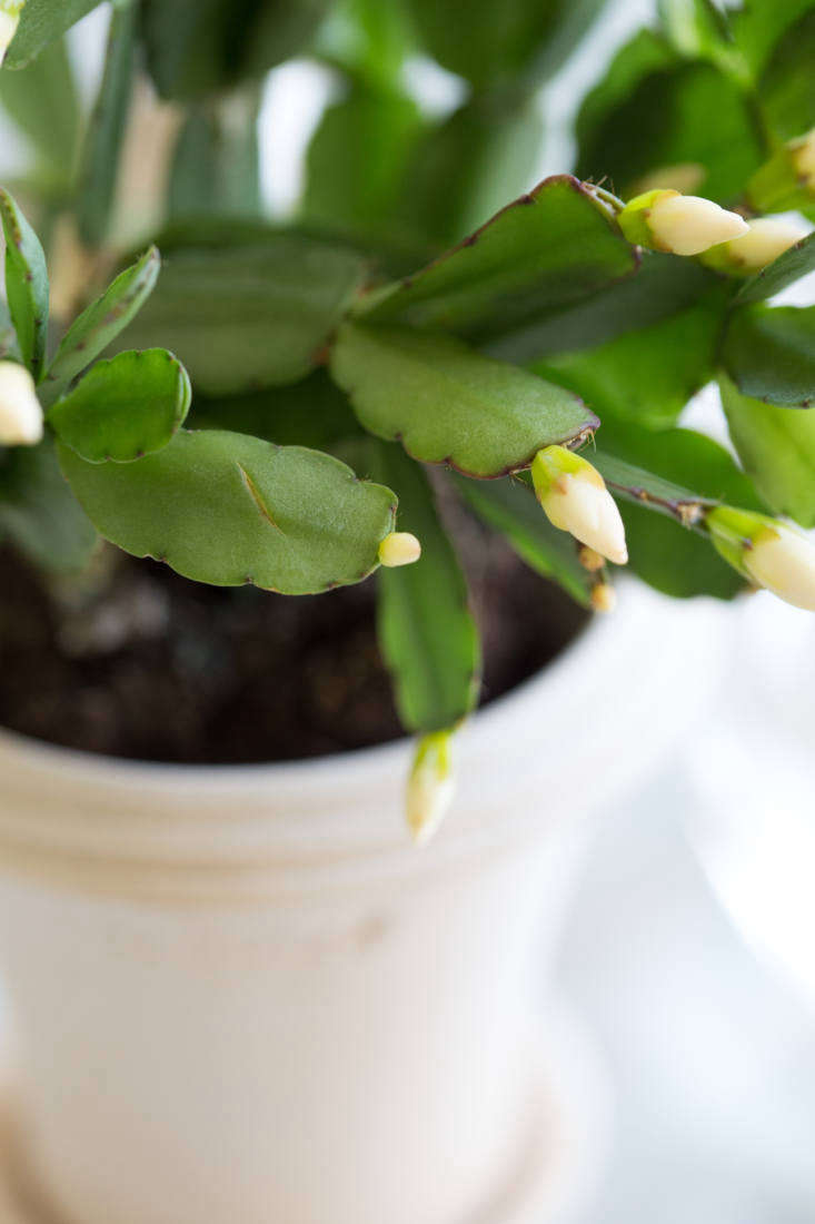 Easter cactus versus Christmas cactus; what&#8\2\17;s the difference? You can tell Easter cactus apart from its cousins, the Christmas and Thanksgiving cacti, by the shape of its leaves. Look closely and you can see bristles on the edges of Easter cactus leaves.