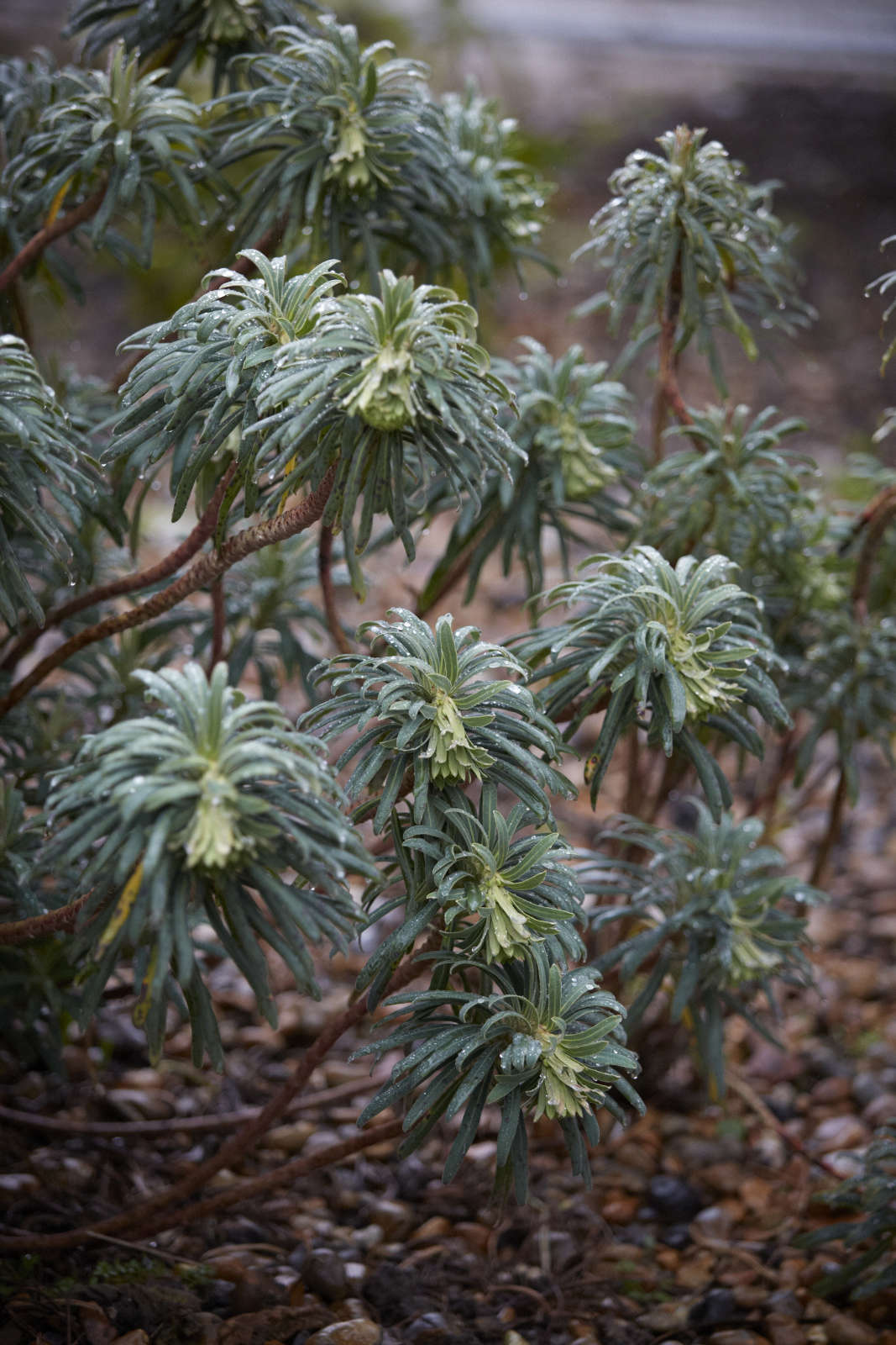 Euphorbia characias 