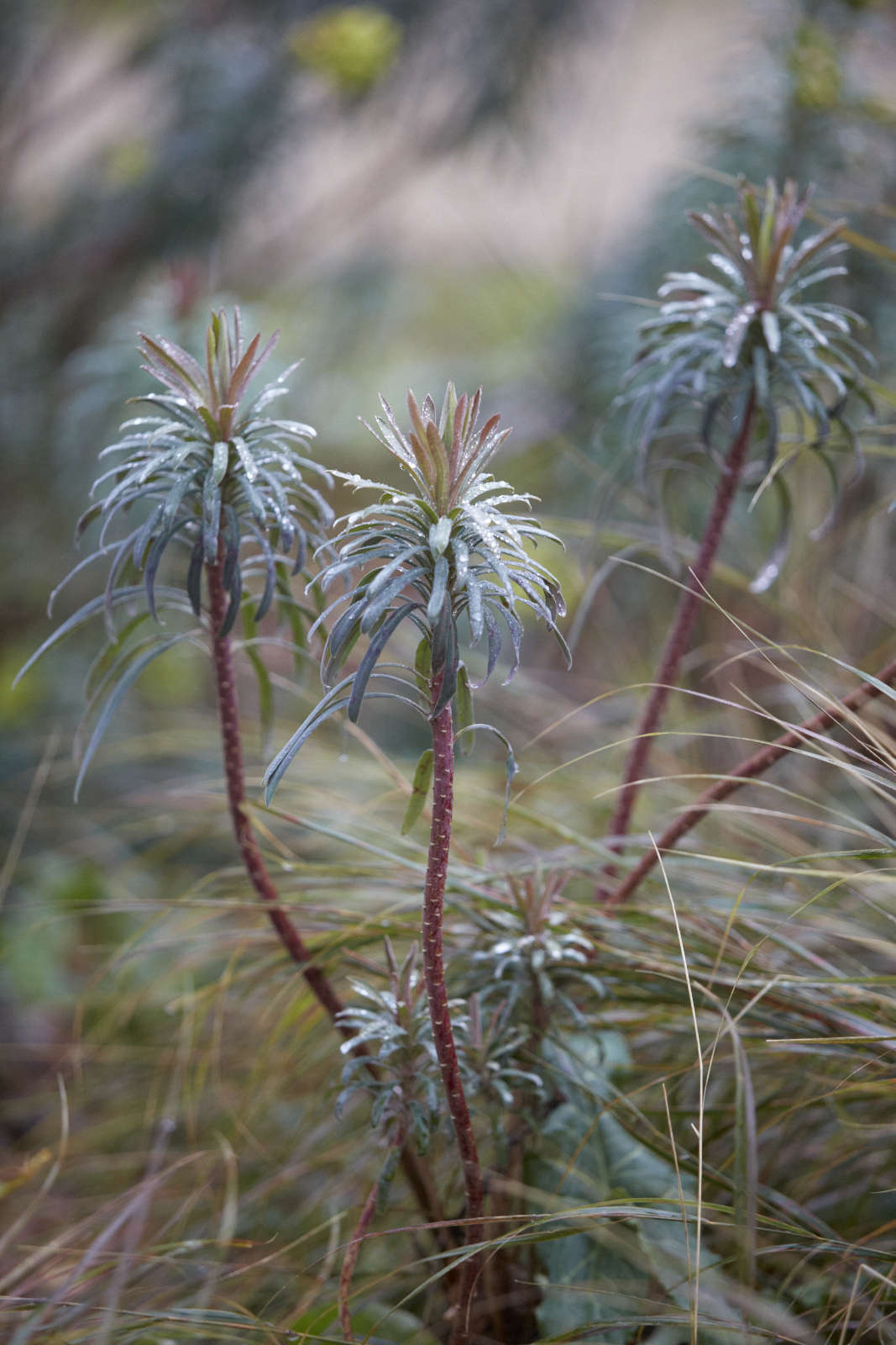 Euphorbia x martinii in Beth Chatto