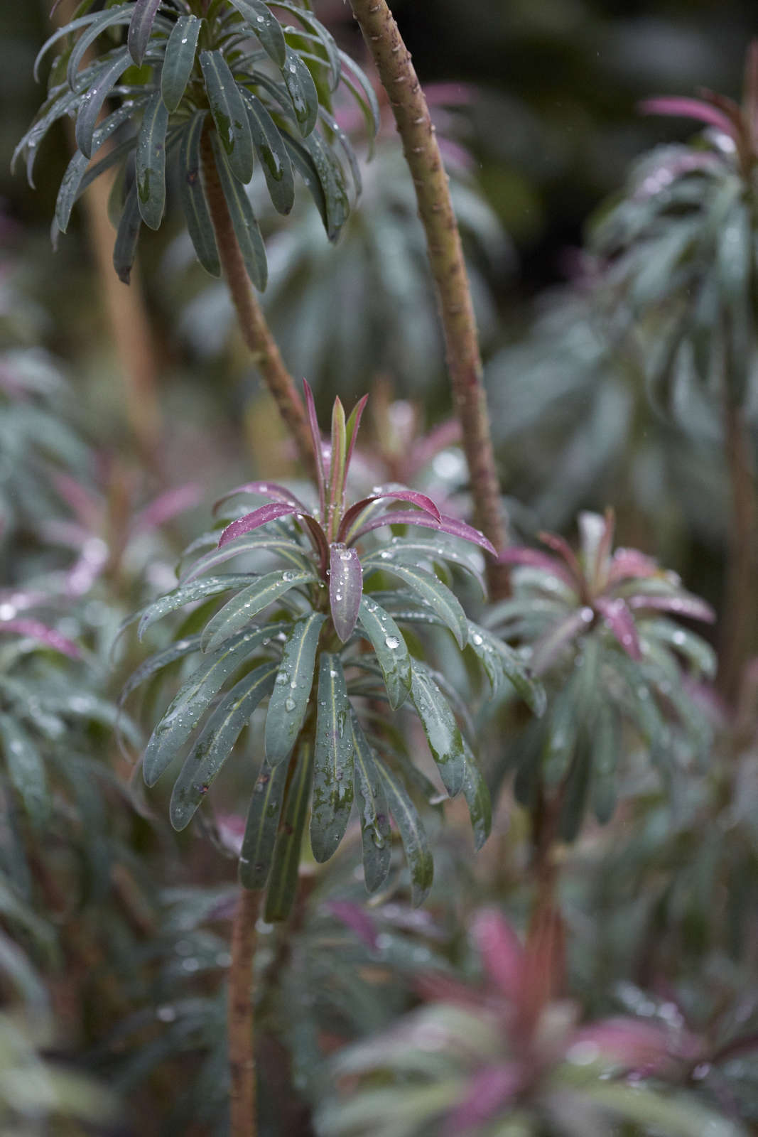 The inspiring color palette of Euphorbia x martinii.