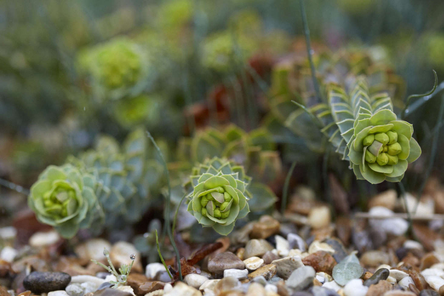 Euphorbia myrsinites crawls along on a layer of gravel.
