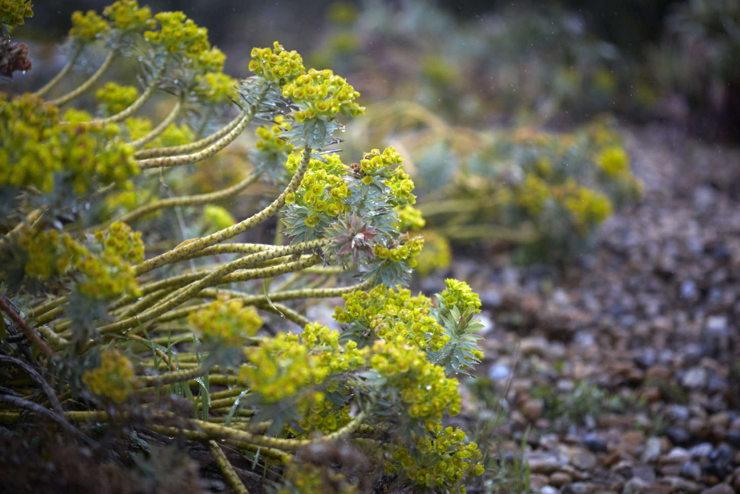 Euphorbia rigida at RHS Hyde Hall in Essex.