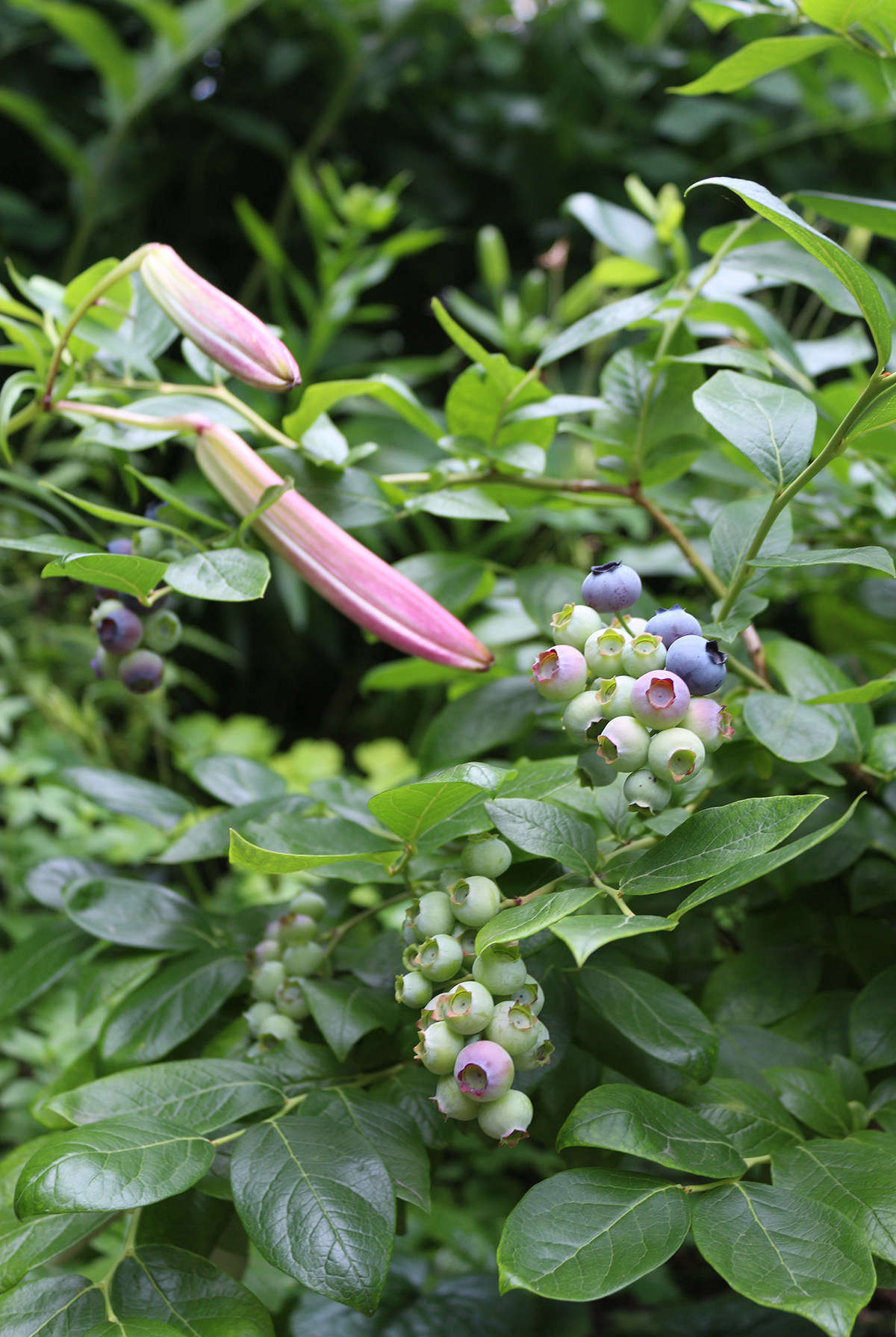 Not a species, but a hybrid, southern highbush shrubs are a boon to gardeners in regions with shorter winters, hotter summers, and less rainfall.