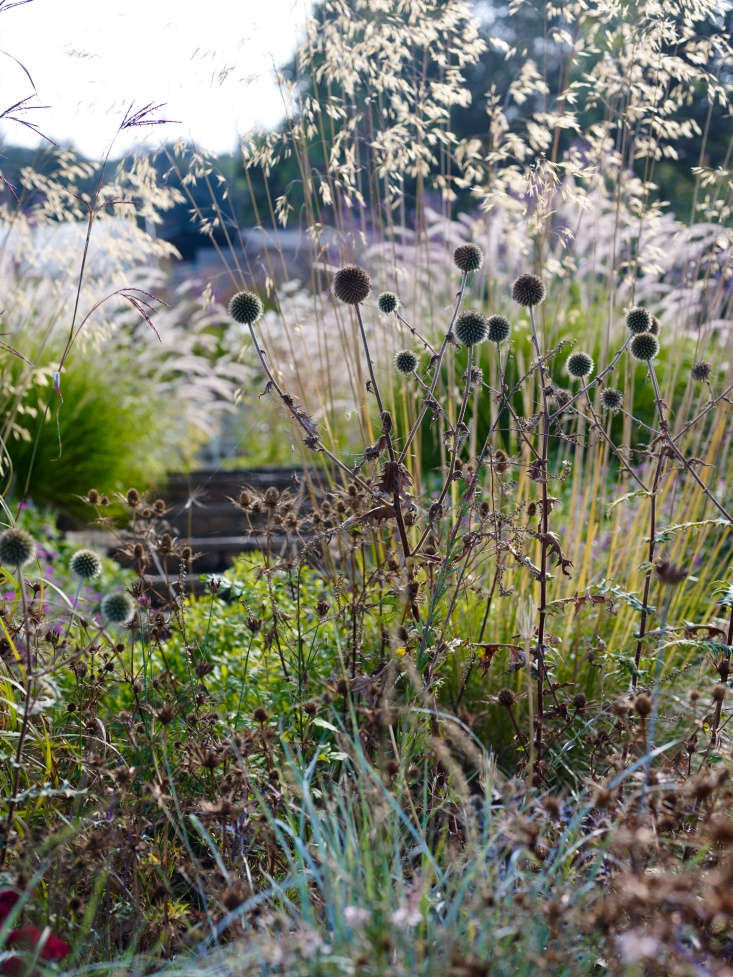  Grasses act as a fantastic foil for perennials and create texture, movement, drama, and amazing silhouettes—from the billowy haze of Deschampsia or the rich colors of Panicums to the light, feathery inflorescence of Pennisetums.