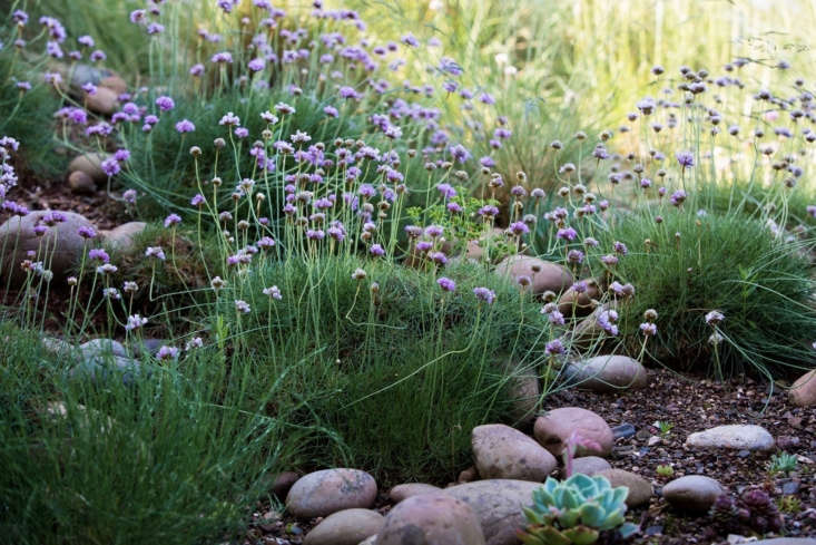 Sea thrift (Armeria maritima) forms helpful mats of ground cover, aided here by stones and gravel. See more at Can This Garden Be Saved: “My Garden is Windy”. Photograph by Claire Takacs.