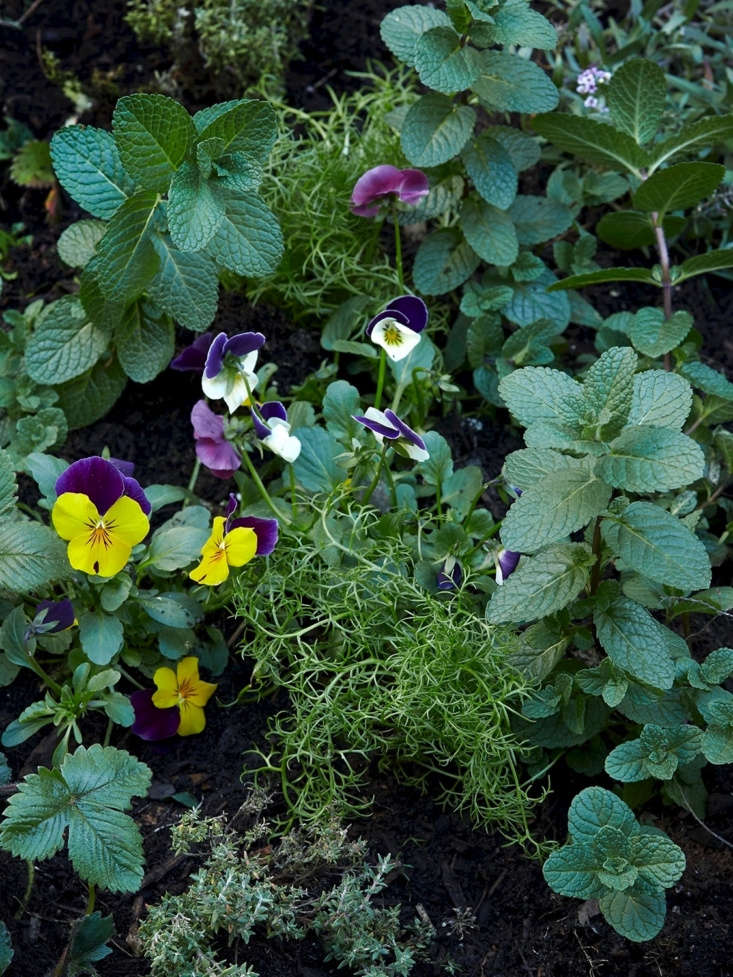 Two-toned pansies growing in a bed of herbs and other edible plants. Photograph by Aya Brackett, from Tisanes: Easy Teas You Can Grow, with 7 Tips from Emily Erb of Leaves &amp; Flowers.