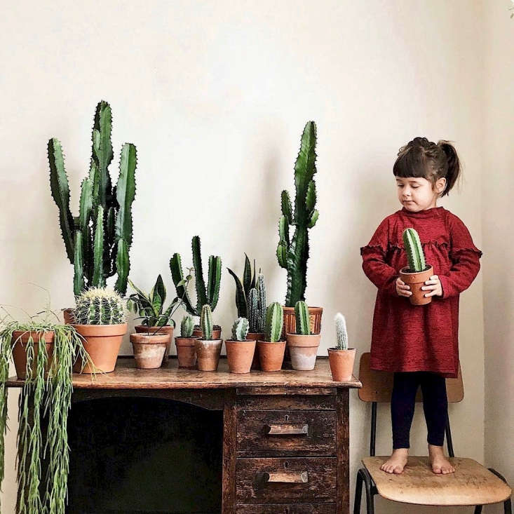  Kate and Craig&#8\2\17;s collection of cacti and succulents is awe-inspiring, and handily enough as photographers they are pretty efficient at producing the most gorgeous shots of them too. It helps that their children, Marcie, Bodhi, and Rowe, are utterly adorable.