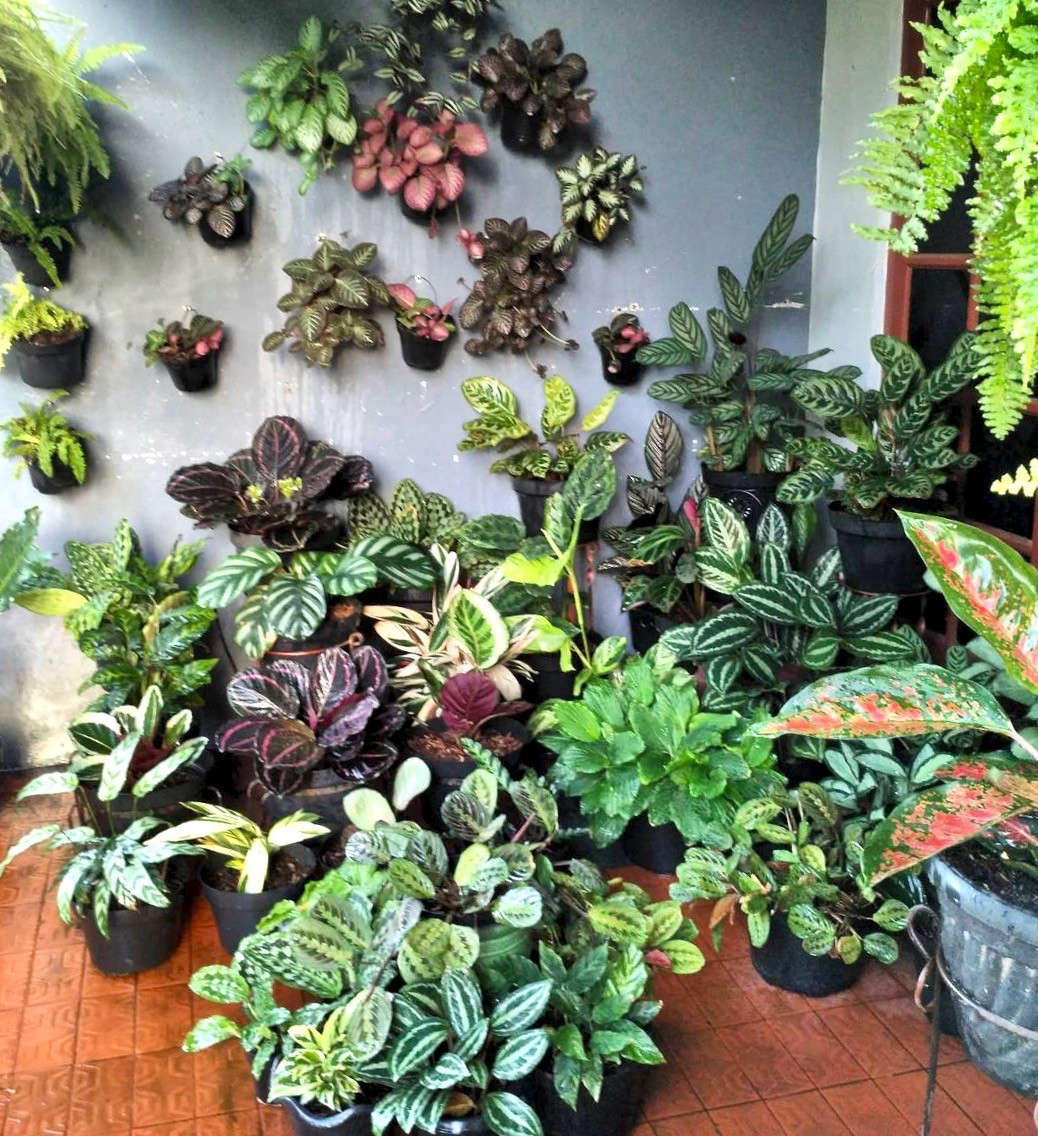 Despite the language barrier, this account speaks eloquently through pictures alone, showing off a stunning collection of plants in rude health, particularly Episcias and and Coleus.