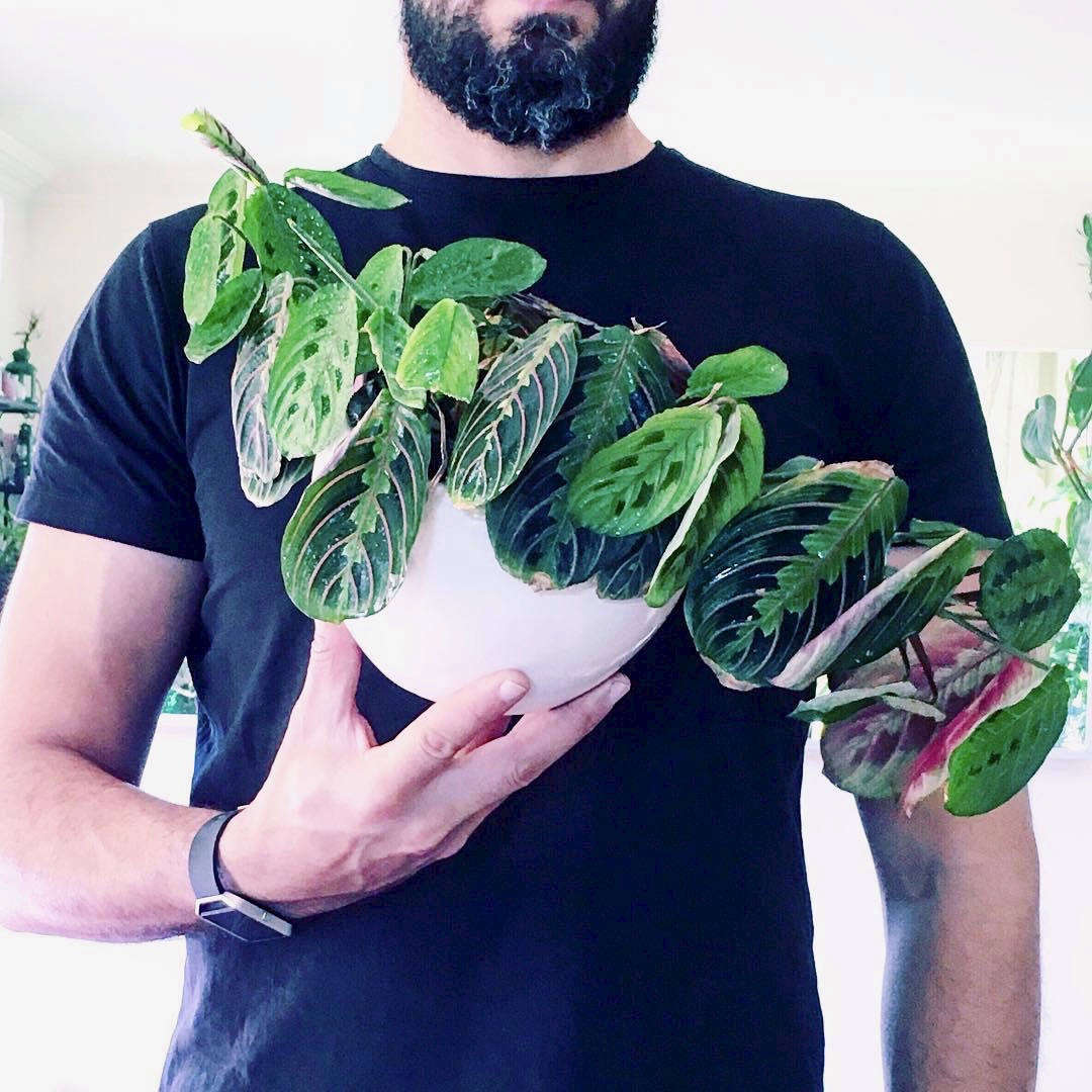Still life, with prayer plant.
